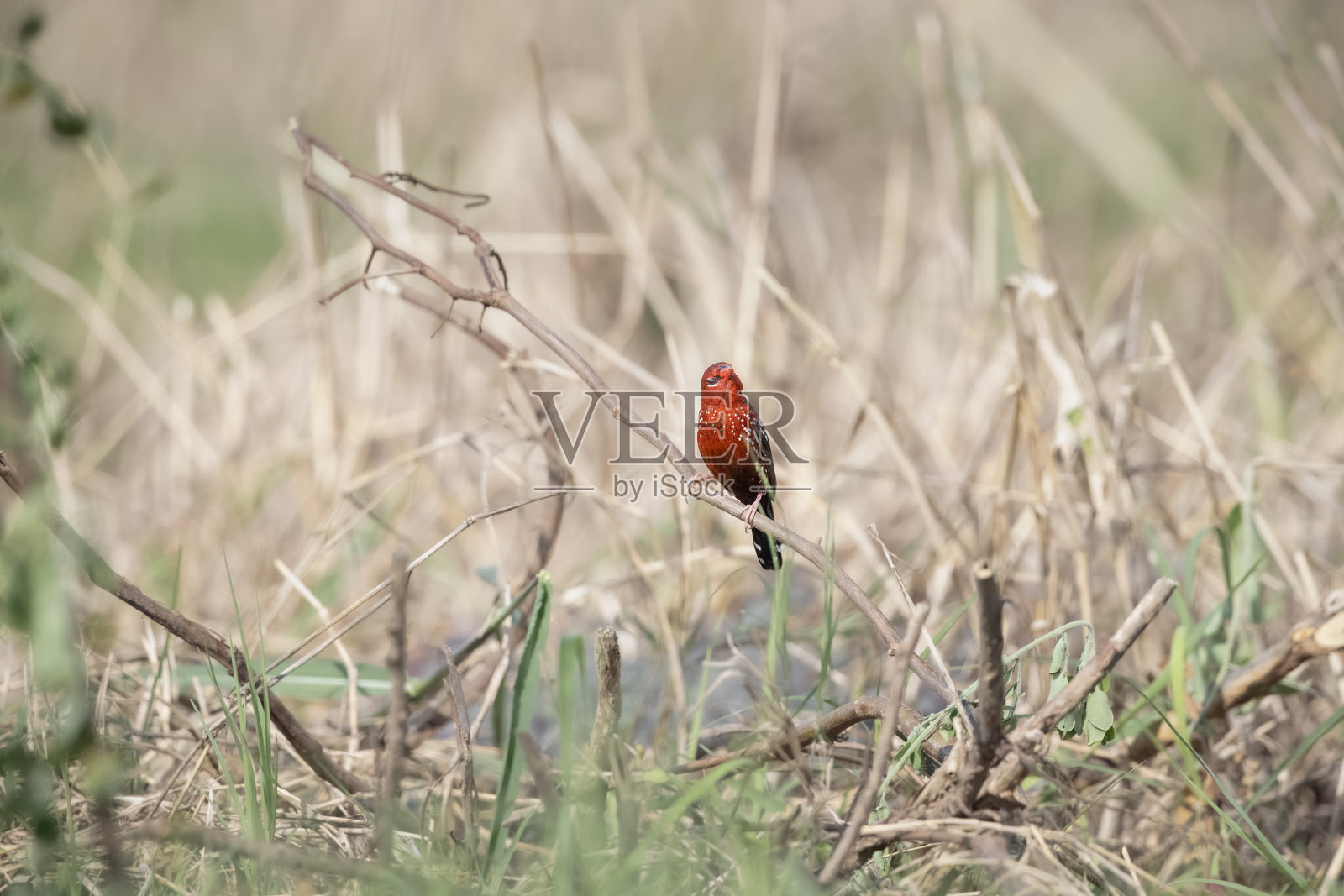 红喉雀（Amandava），草莓雀照片摄影图片