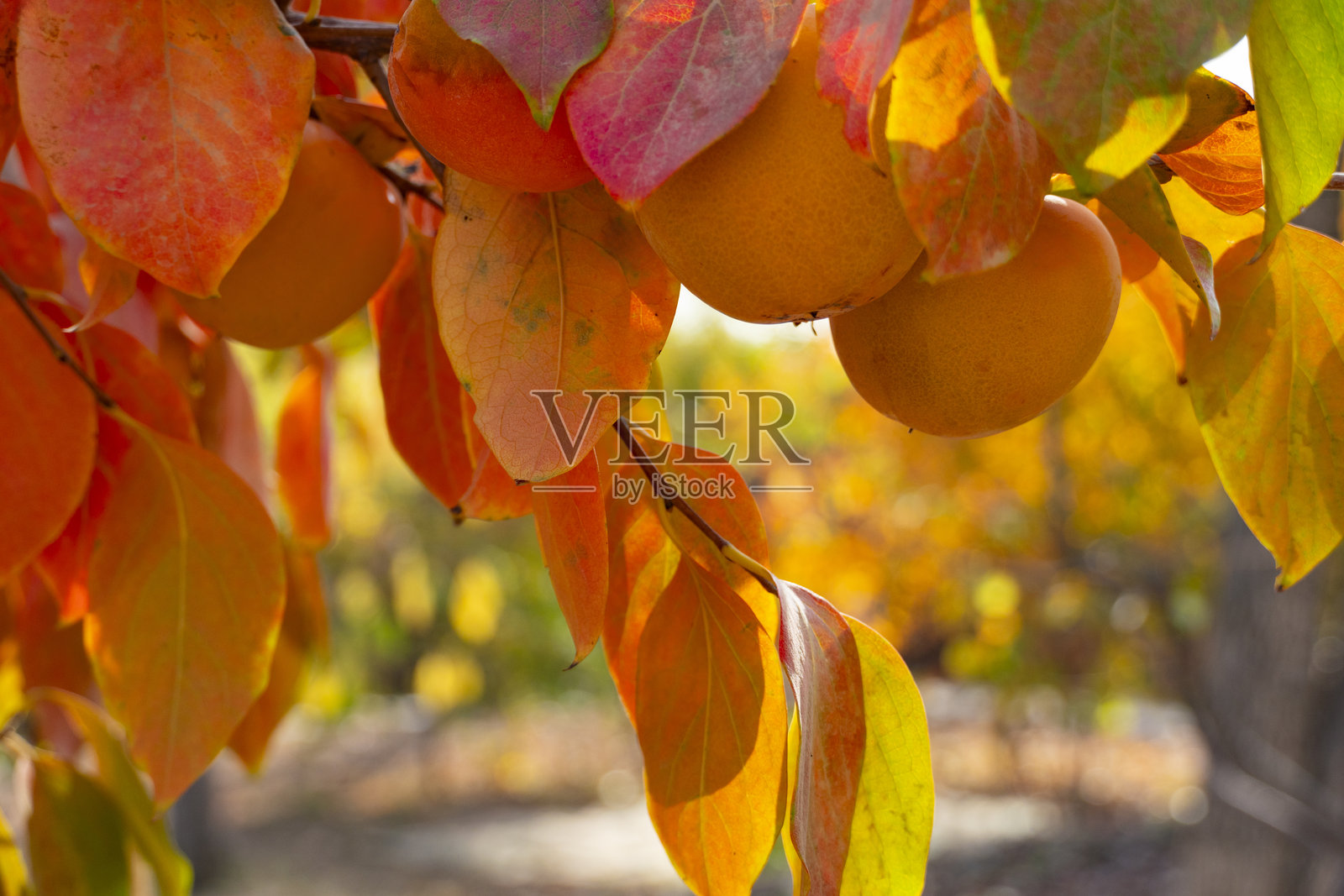 秋季树枝上成熟的柿子照片摄影图片