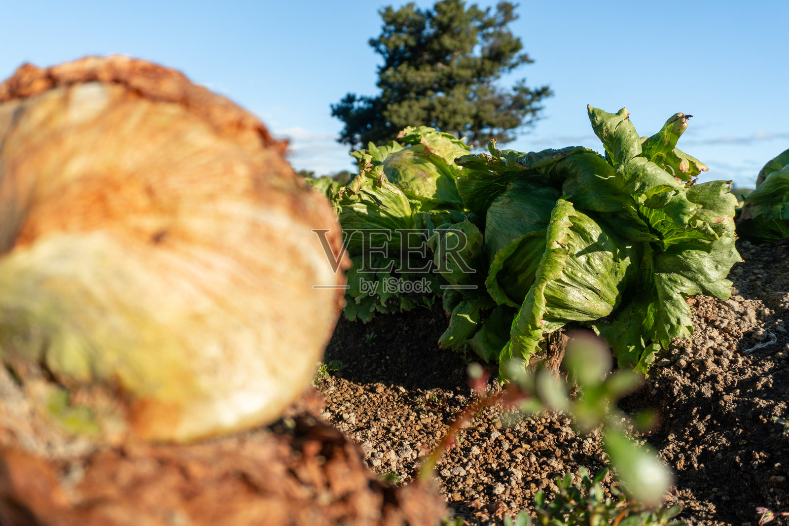 展示食物浪费和作物腐烂的生菜田照片摄影图片
