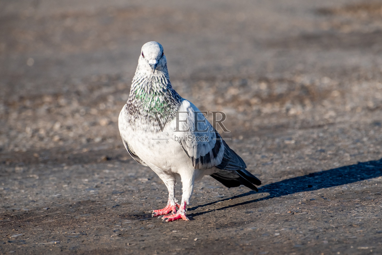 一只鸽子站在沥青路上，特写镜头，明亮的阳光照亮了它五彩斑斓的羽毛。非常适合城市野生动物、城市环境、自由和户外自然等概念。照片摄影图片