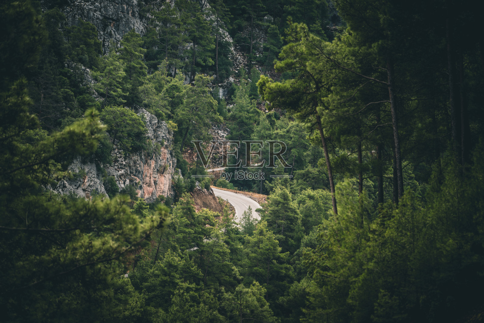 一条蜿蜒的道路穿过山间茂密的松树林照片摄影图片