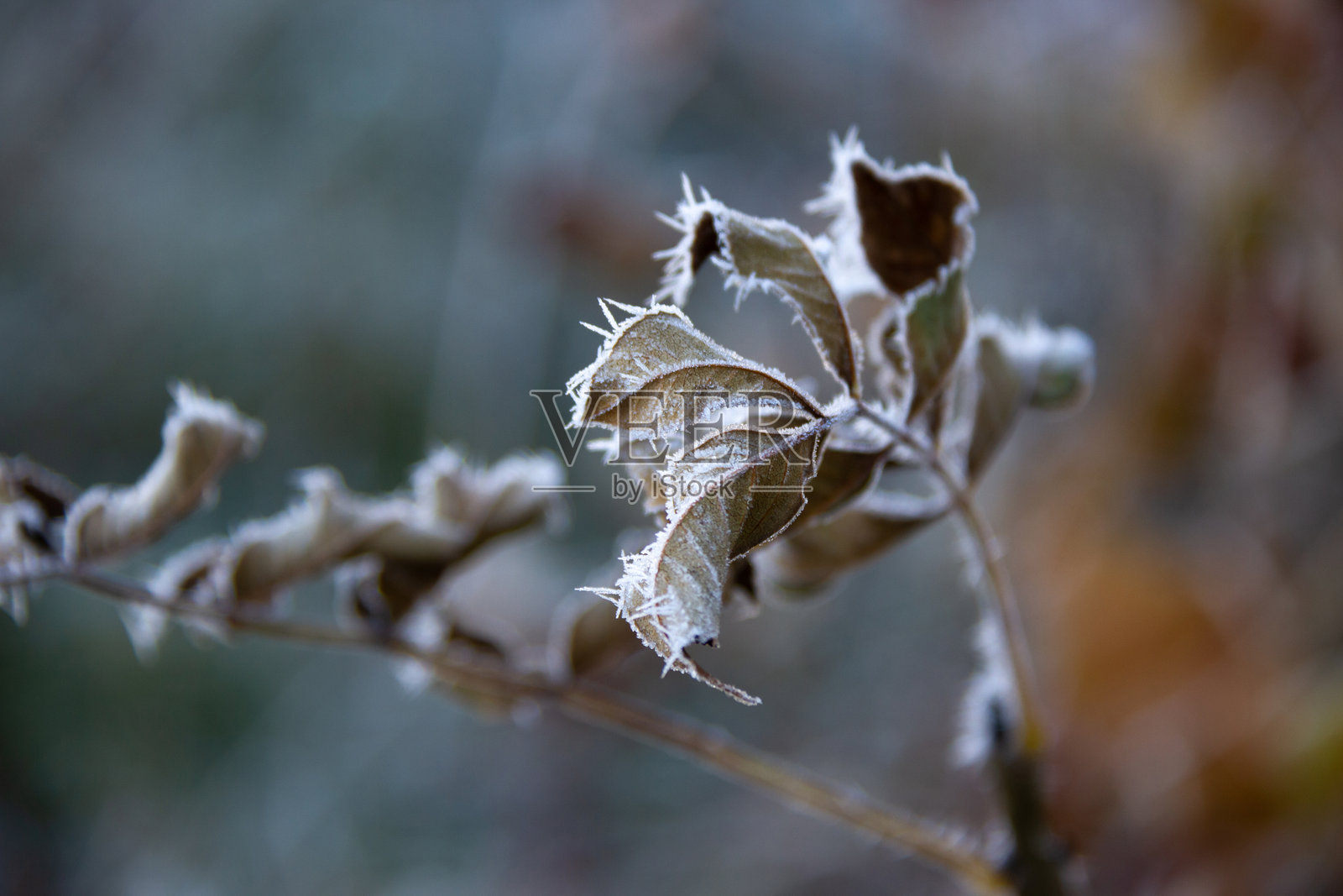 树上结冰的树叶。照片摄影图片