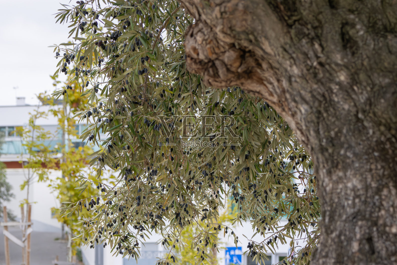 成熟的深色橄榄生长在橄榄树枝上照片摄影图片