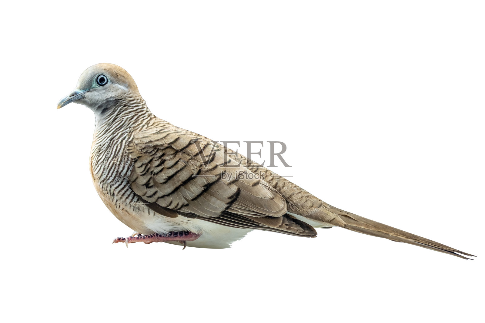 一只独立的斑纹斑鸠（纹腹文鸟，Geopelia striata）的优美侧面特写，其颈部和胸部有清晰的黑白条纹，栖息于白色背景上。非常适合自然主题。照片摄影图片