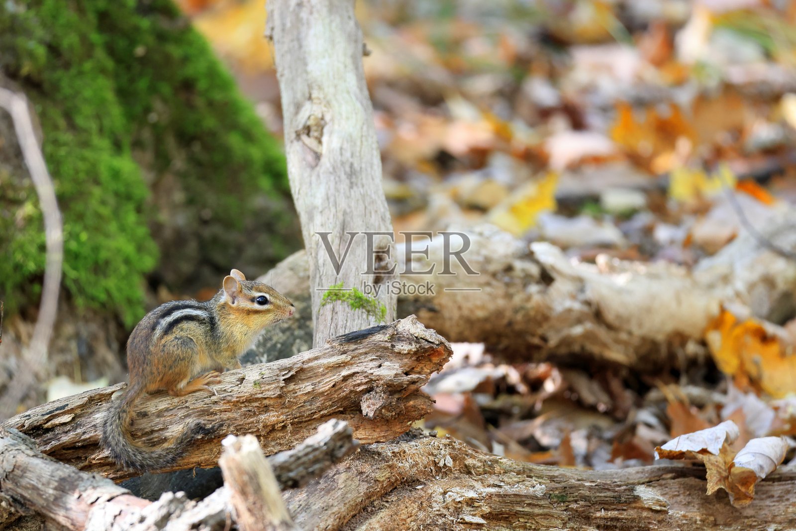 秋日暖阳下，一只东方花栗鼠停在林中的一段原木上照片摄影图片