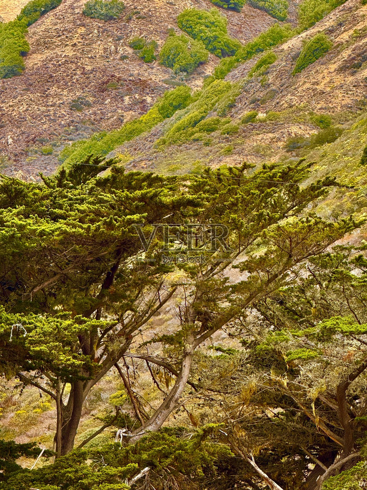 加利福尼亚州中部海岸向上照片摄影图片
