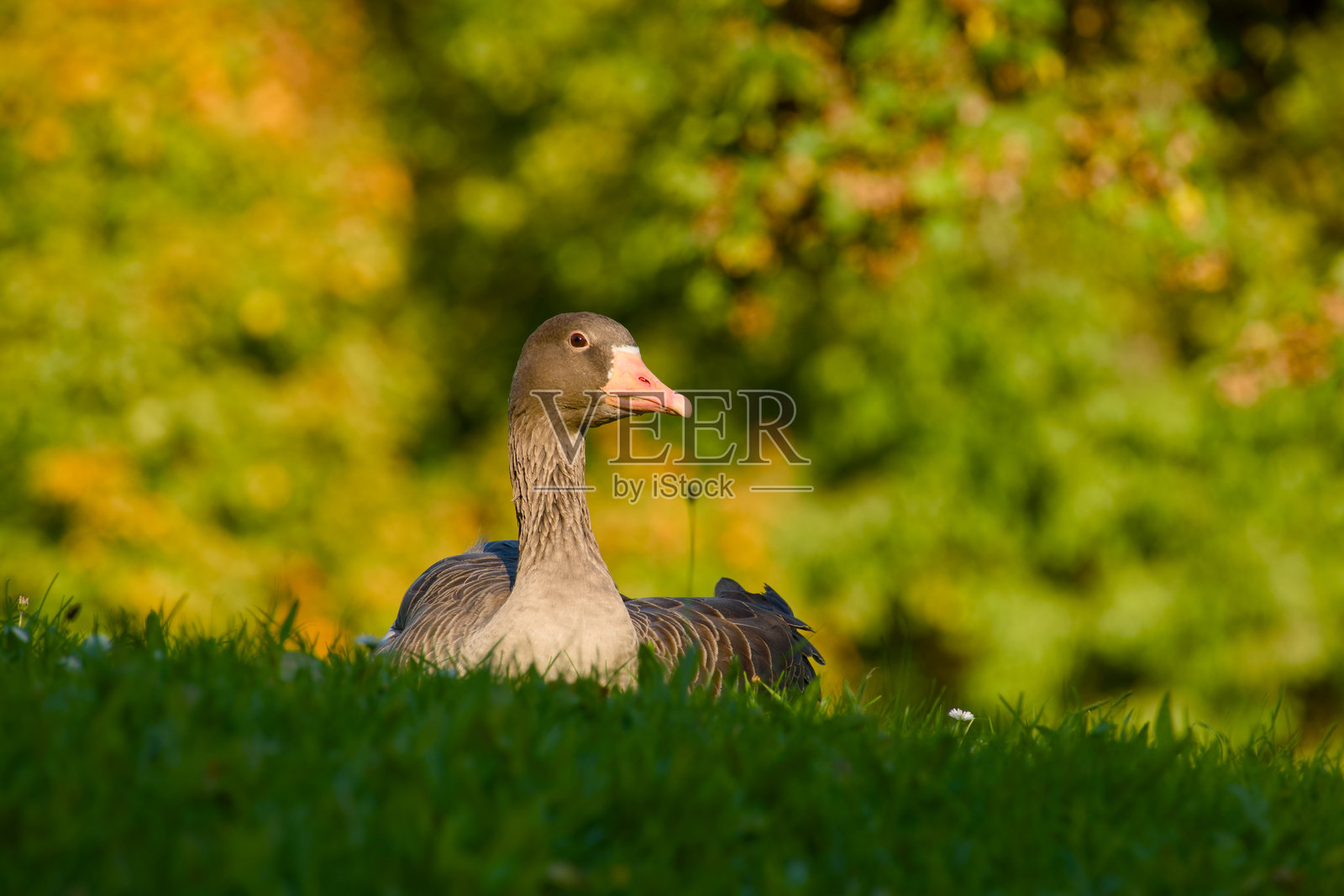 灰雁照片摄影图片