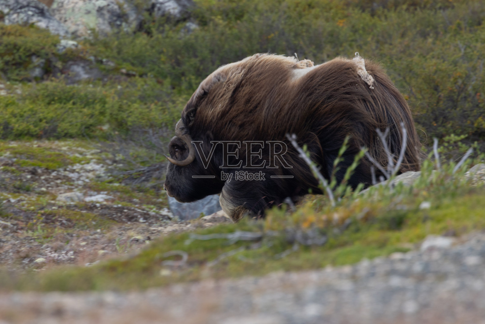 秋季在高山上拍摄的麝牛宝宝特写镜头照片摄影图片