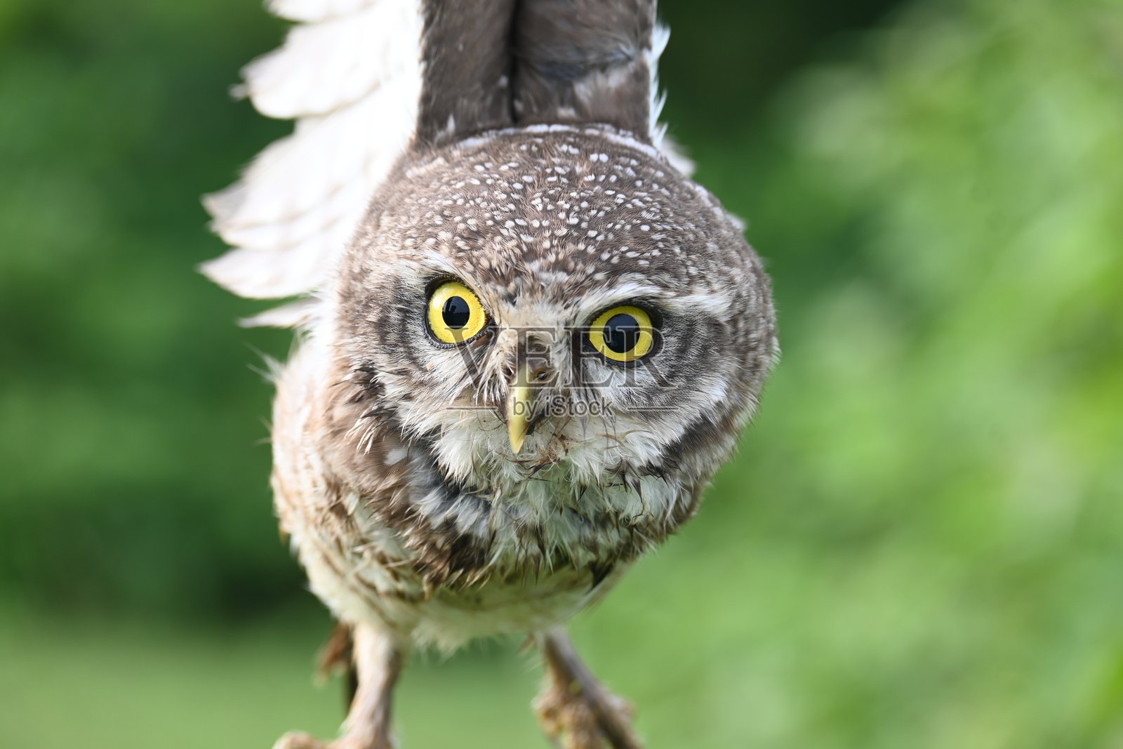 斑点猫头鹰幼鸟或褐眼猫头鹰幼鸟。照片摄影图片