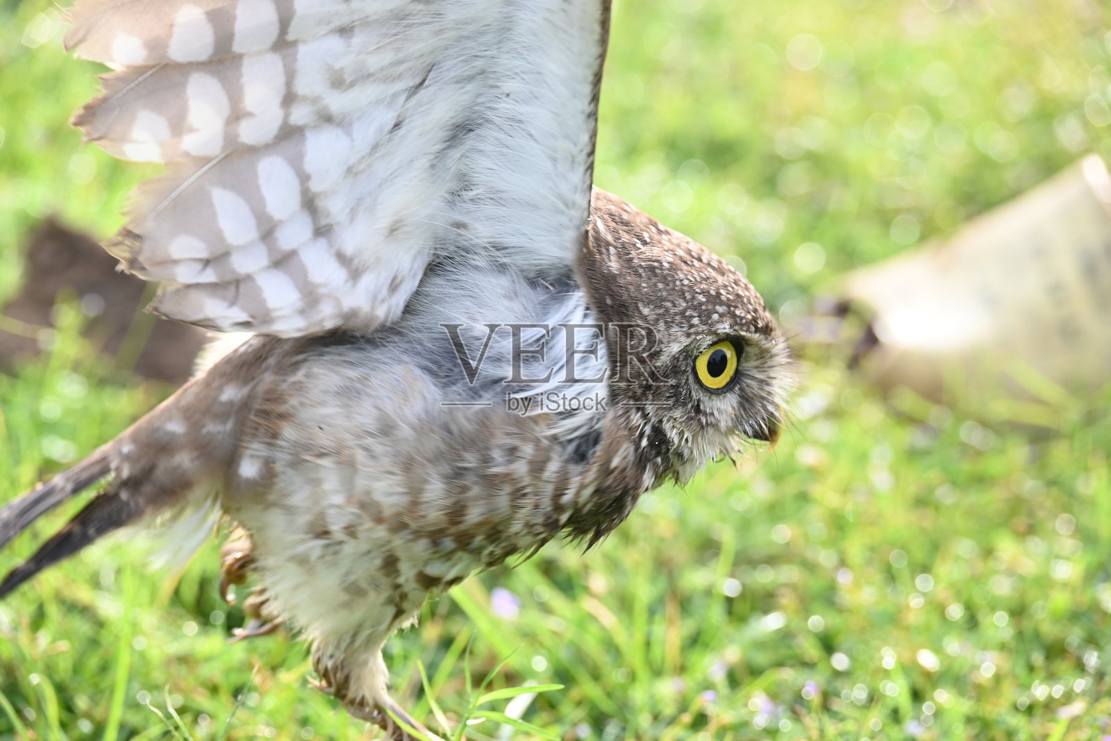 斑点猫头鹰幼鸟或褐眼饰纹猫头鹰幼鸟照片摄影图片