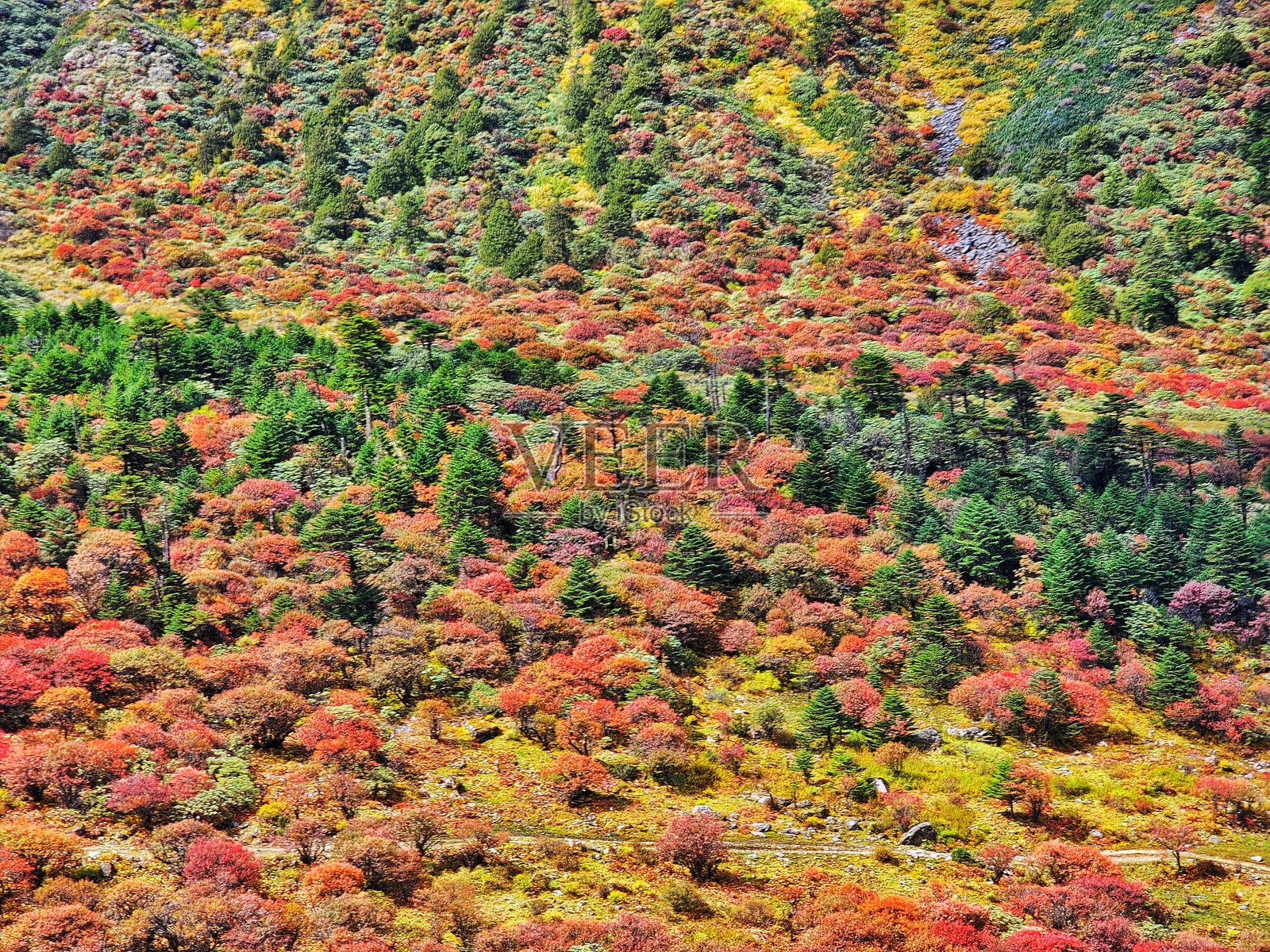 郁郁葱葱的绿色荒野照片摄影图片
