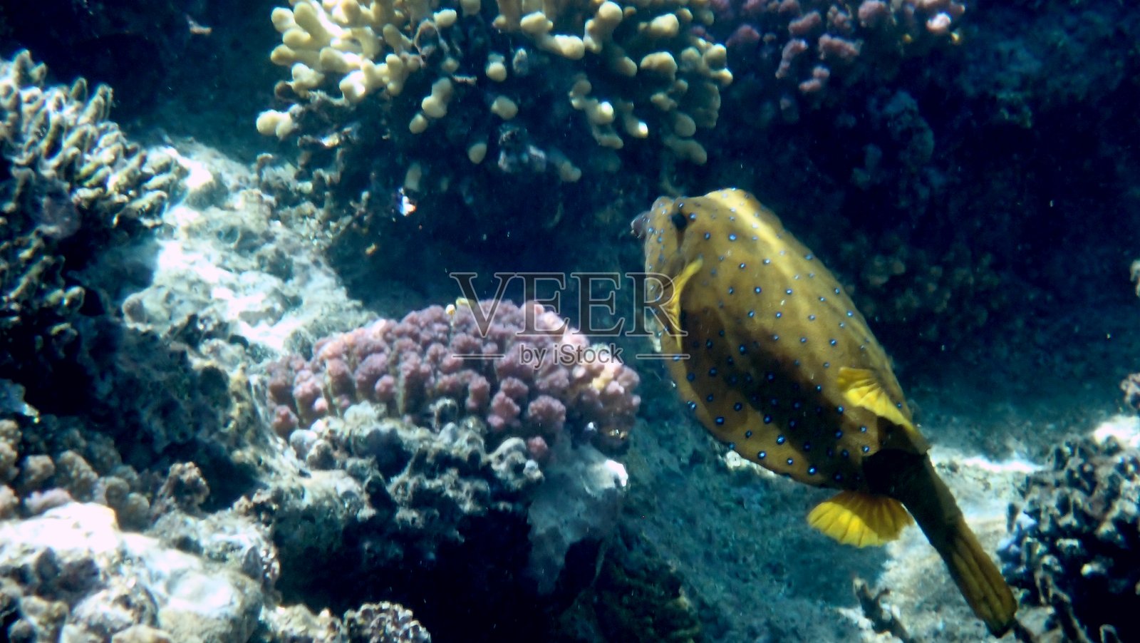 红海珊瑚礁照片摄影图片