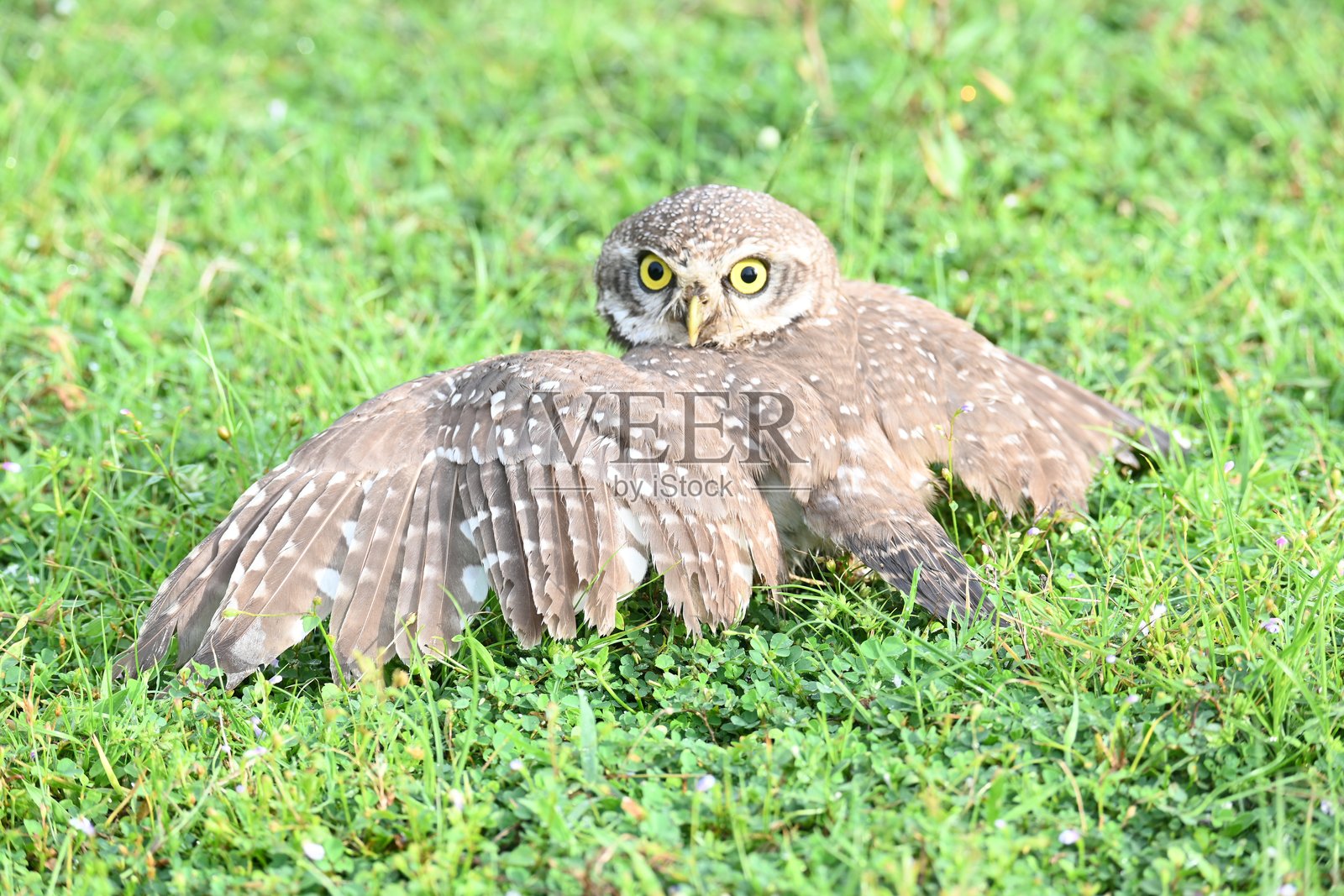 斑点猫头鹰幼鸟或褐眼饰纹猫头鹰幼鸟。照片摄影图片