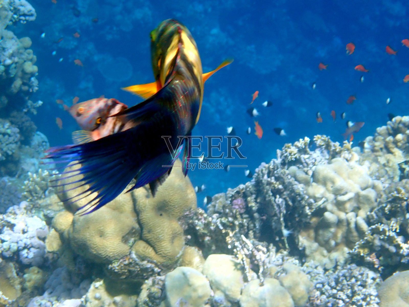 红海珊瑚礁照片摄影图片