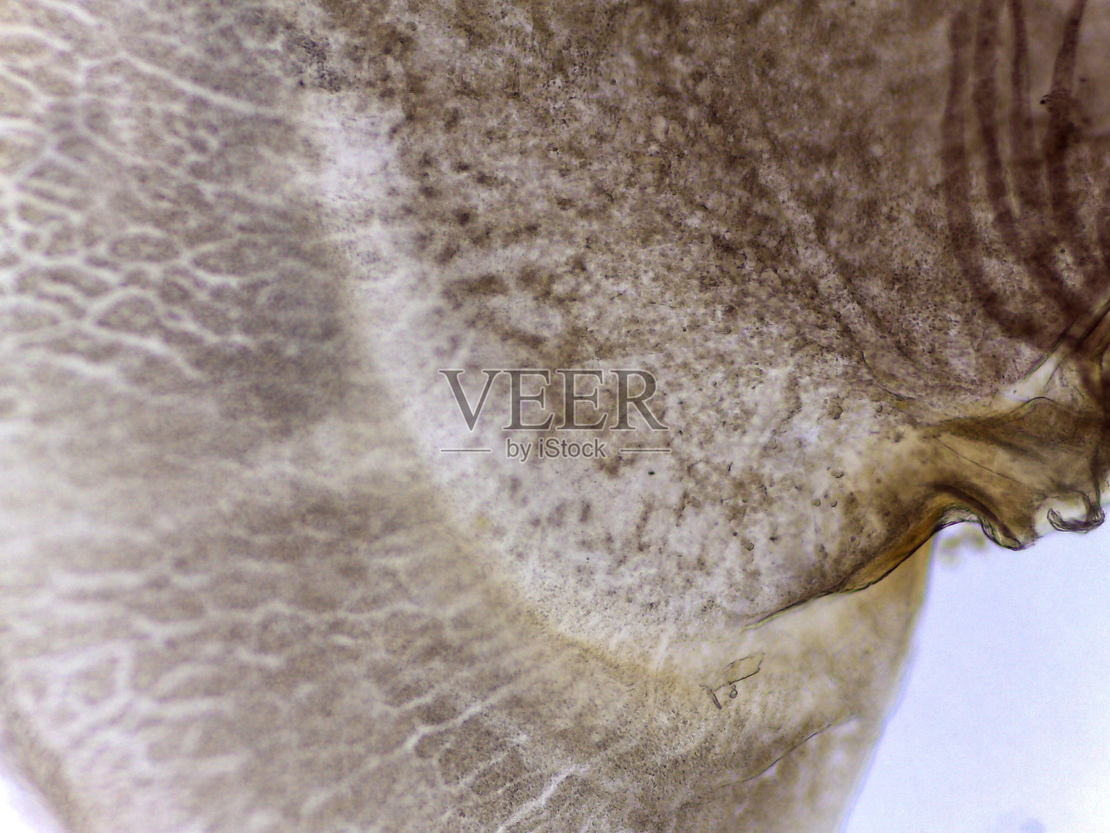 蜉蝣若虫鳃（Cloeon）的显微镜视图，附着状照片摄影图片