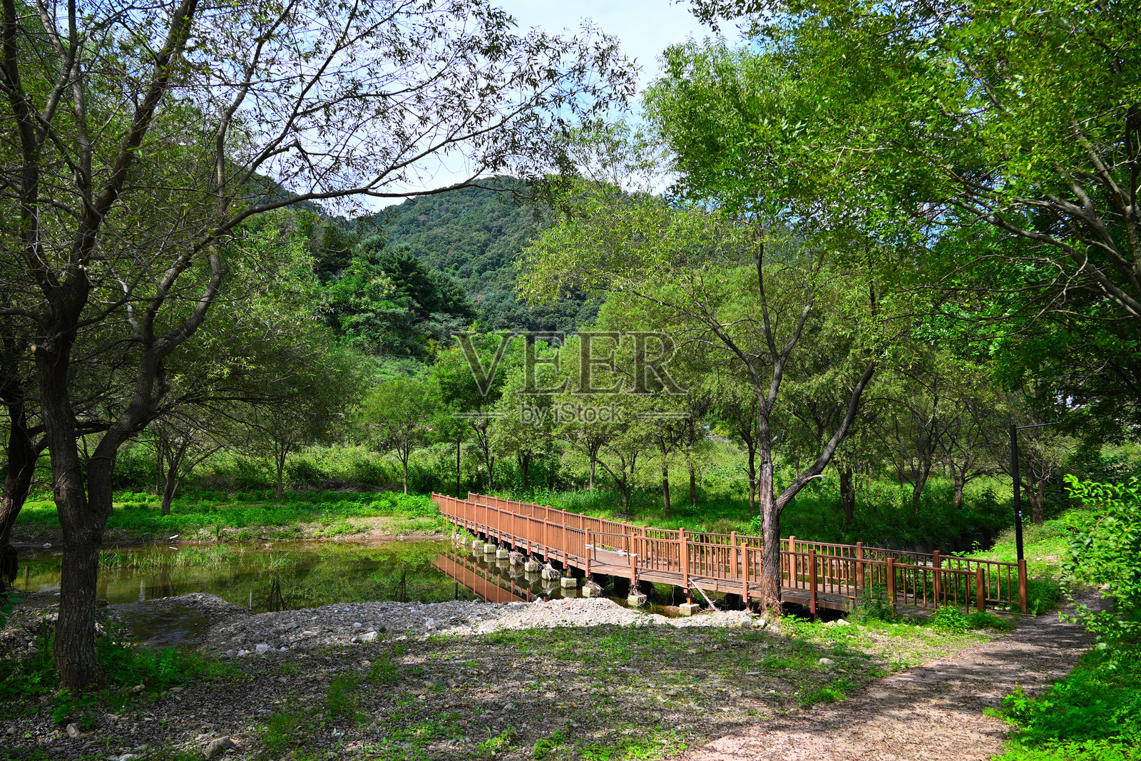 一座连接树木的桥梁坐落于一片稀有之地的湖泊之上，与自然和谐共处。照片摄影图片
