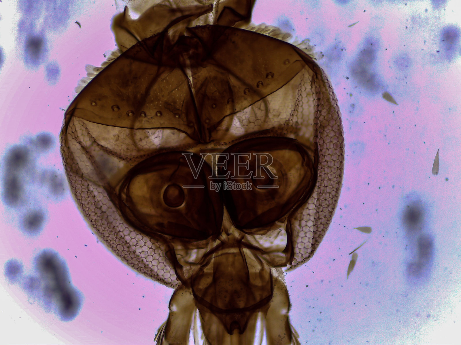 显微镜下按蚊口器的放大视图照片摄影图片