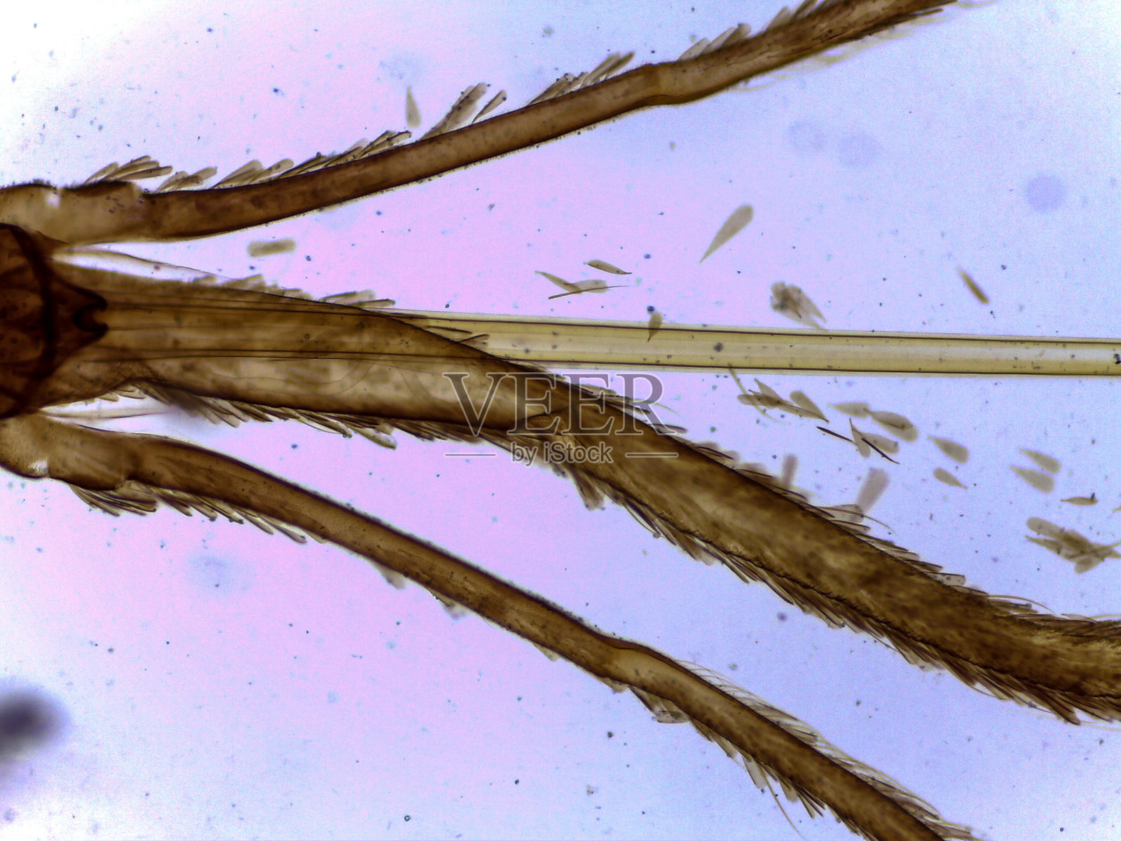 按蚊口器的显微镜视图（放大）照片摄影图片