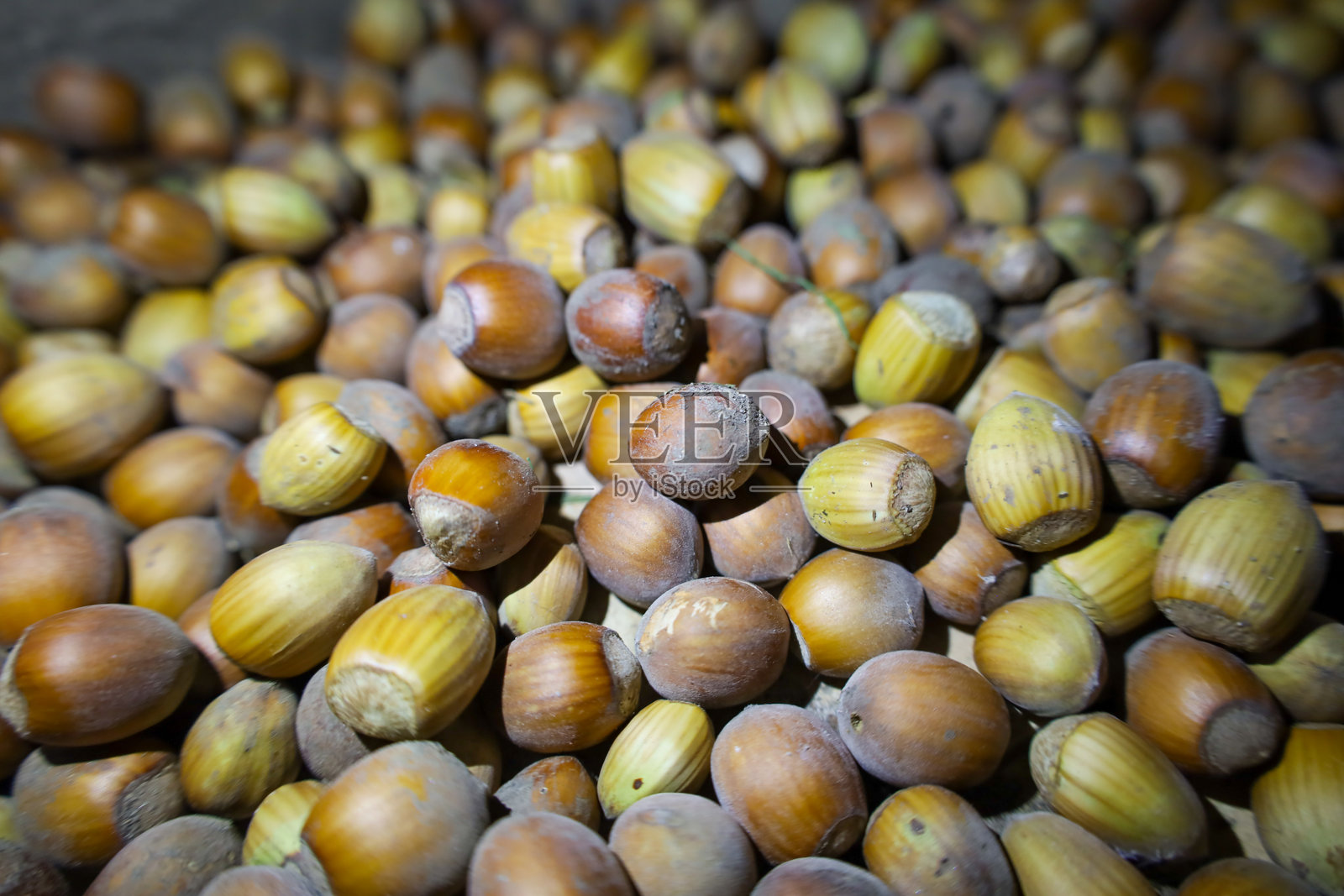 大量收获的榛子（又称尖榛）杂乱地堆积在一起，形成丰富而细腻的纹理。这些不同色调和成熟度的坚果象征着丰收、秋季、健康饮食以及森林的自然馈赠。照片摄影图片