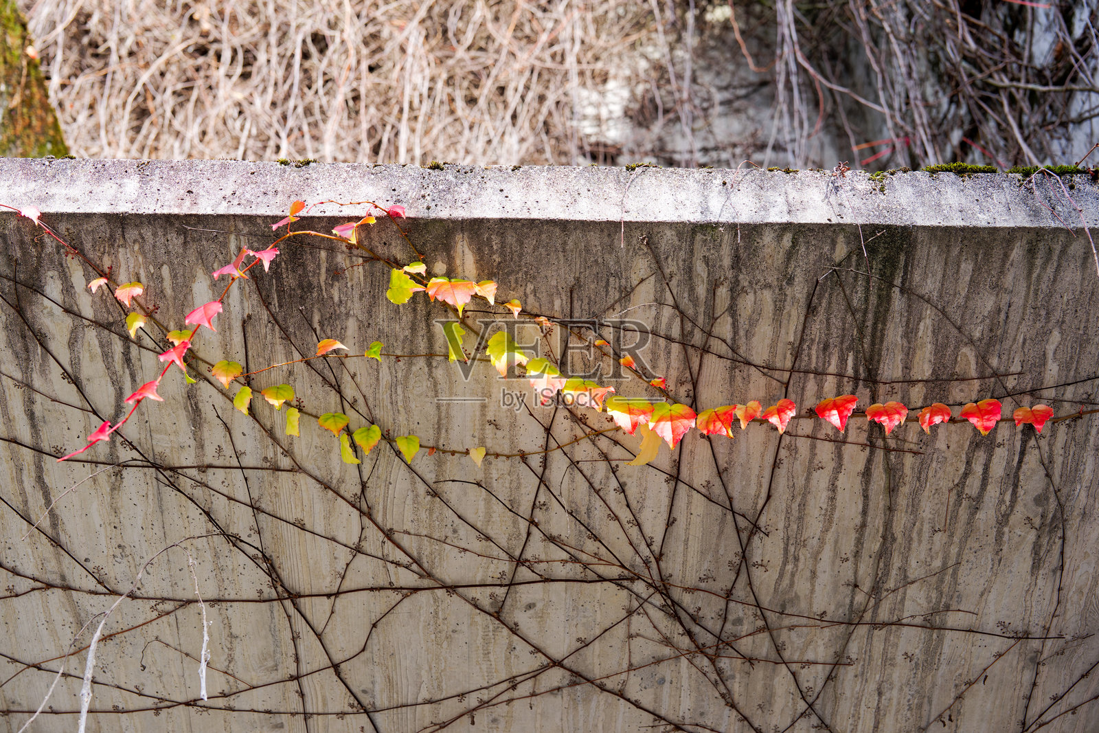 阳光明媚的秋日，苏黎世市Stadelhofen火车站，常春藤的秋叶特写，背景是水泥墙。照片摄影图片