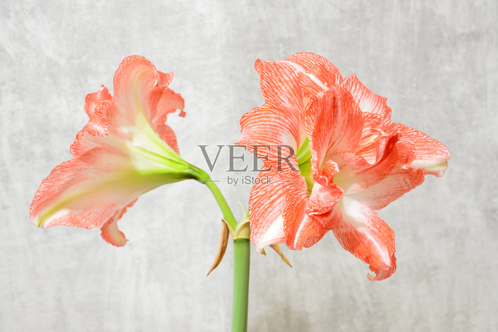 柔和背景下绽放的鲜艳条纹孤挺花照片摄影图片