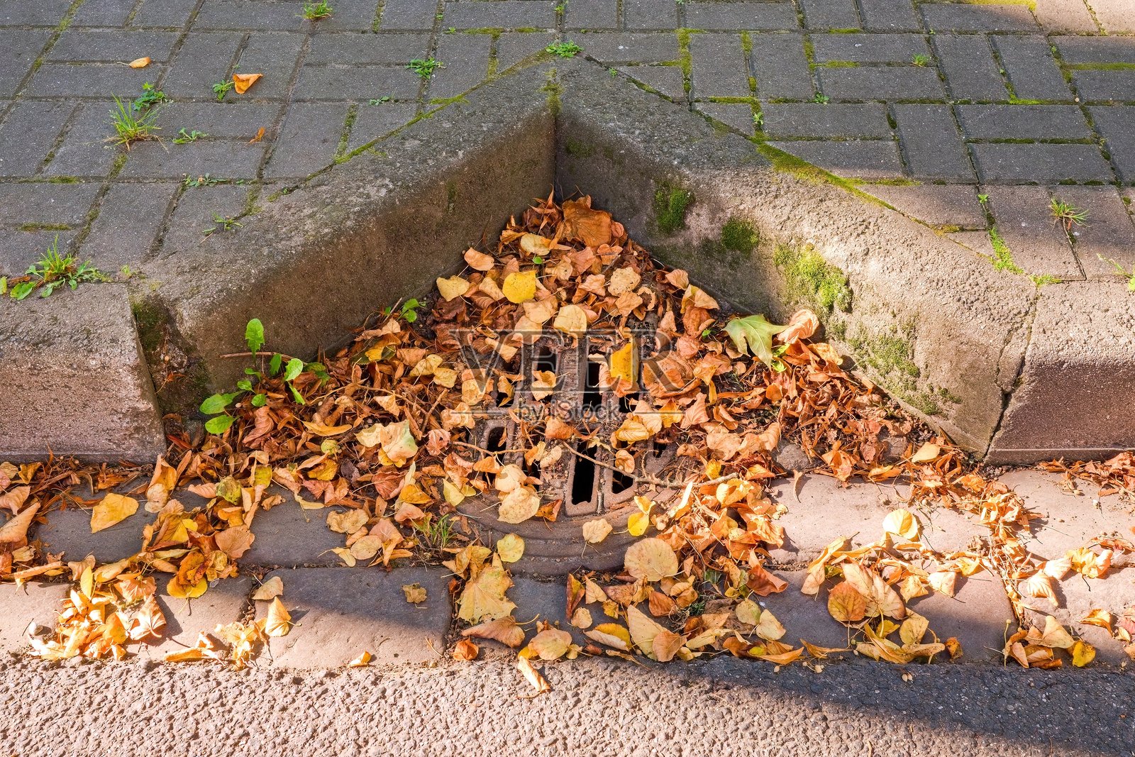 秋天的落叶堆积在鹅卵石人行道上的金属雨水井盖周围，部分堵塞了格栅。在阳光明媚的日子里，鲜艳的黄色和棕色落叶构成了季节性的细节。照片摄影图片