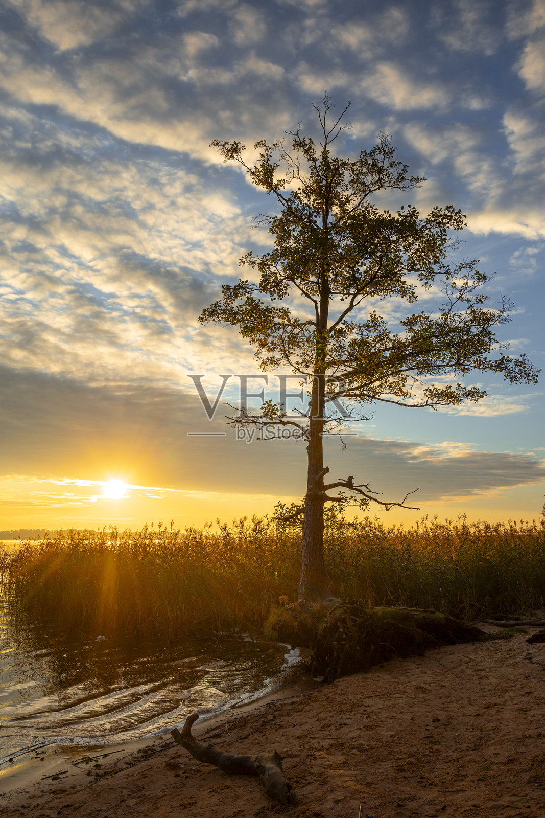 秋日清晨，湖畔树木环绕，阳光明媚。照片摄影图片