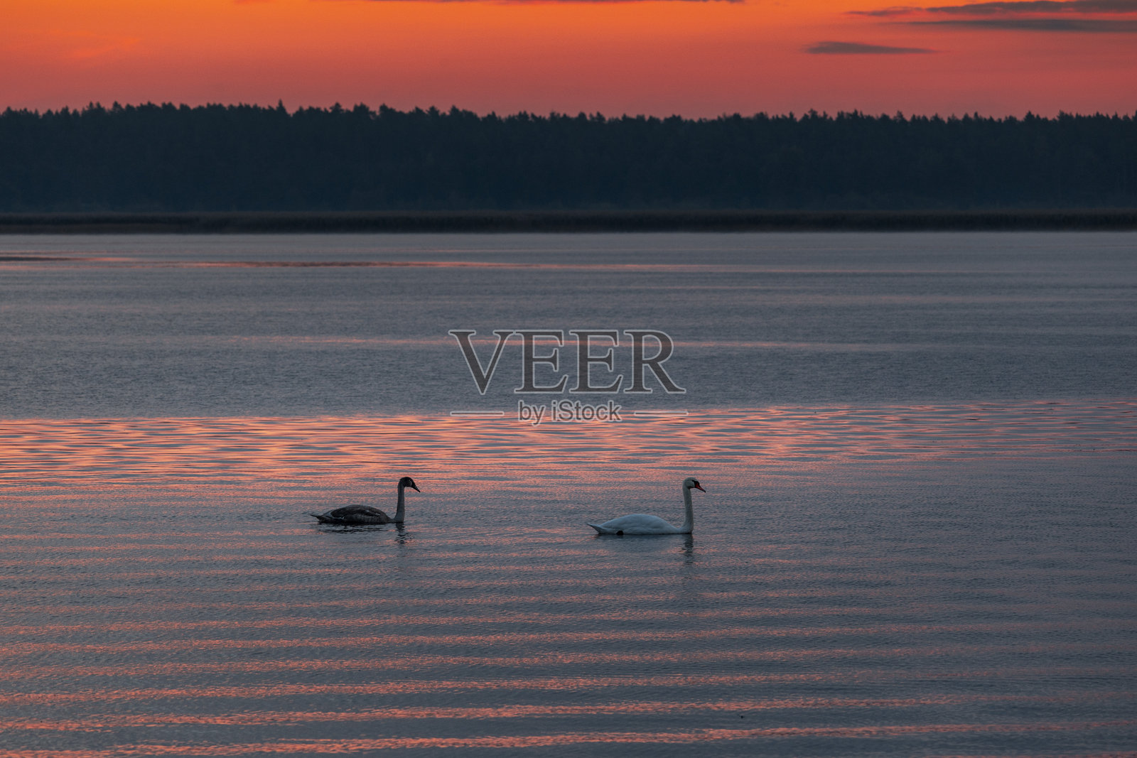 黄昏时分，一只美丽的疣鼻天鹅在湖中游弋。照片摄影图片