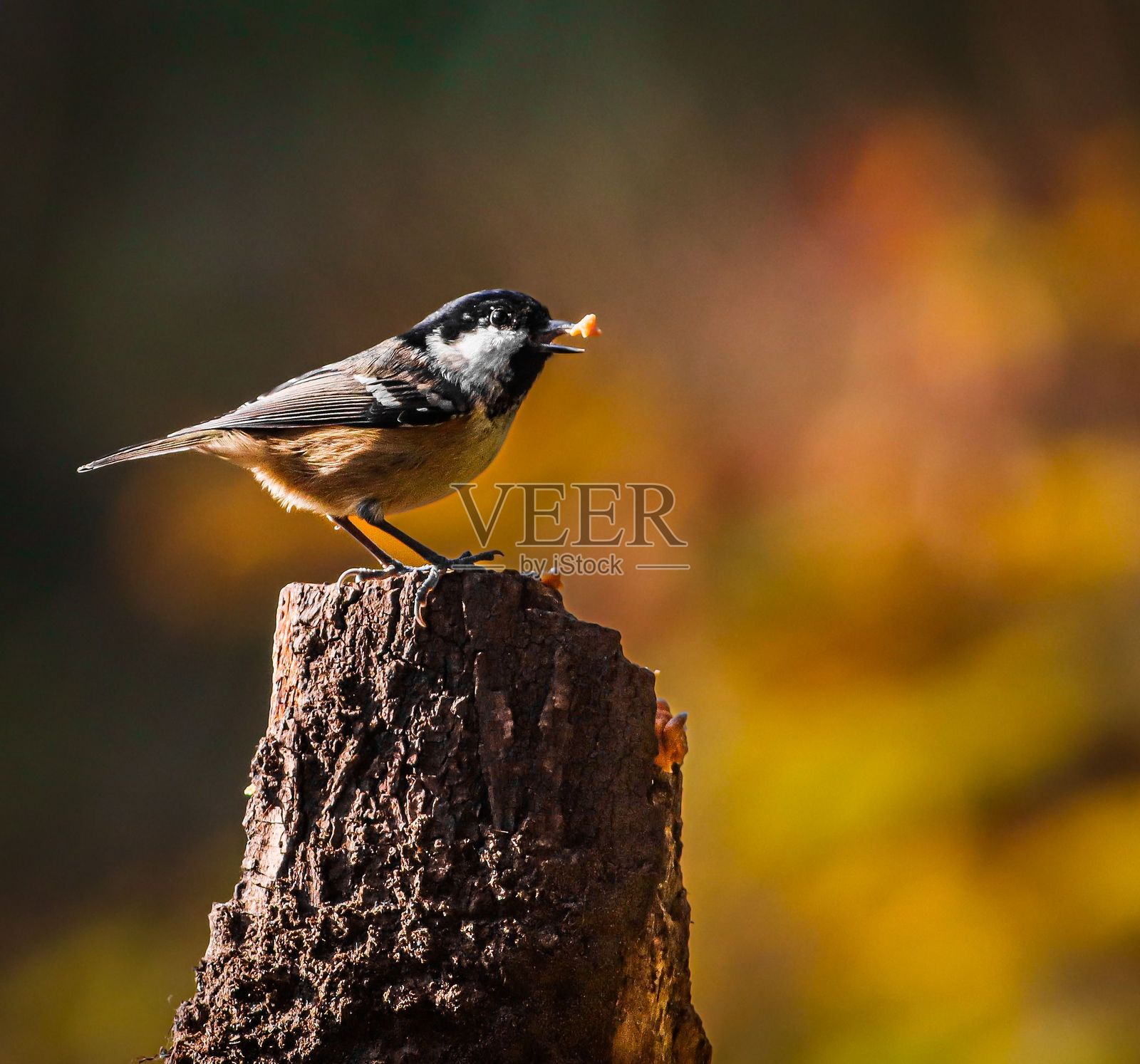 秋景映衬下的煤山雀（Periparus ater）在树桩上照片摄影图片