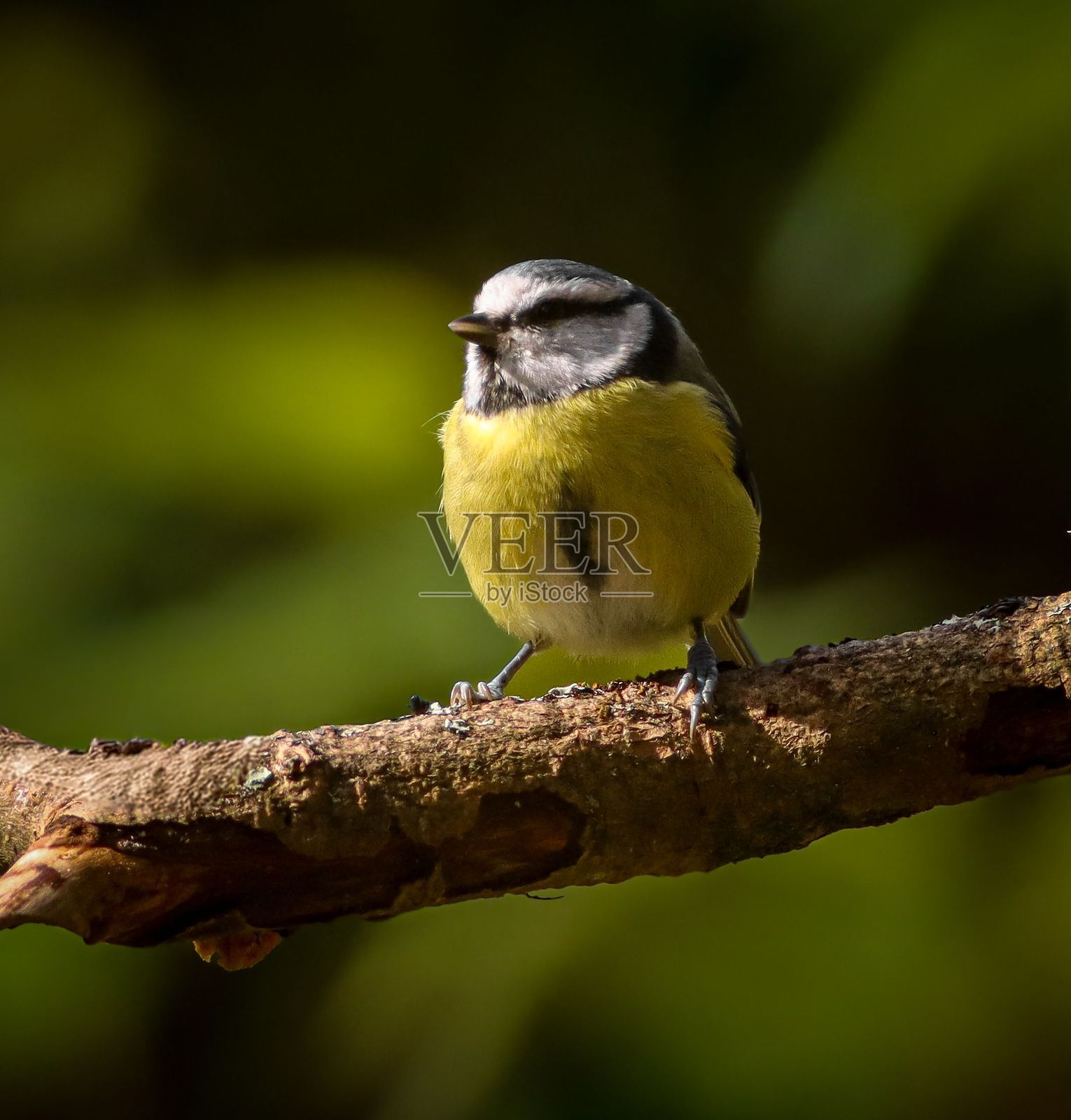 欧亚蓝冠山雀（Cyanistes caeruleus）在自然界的一根树枝上。照片摄影图片