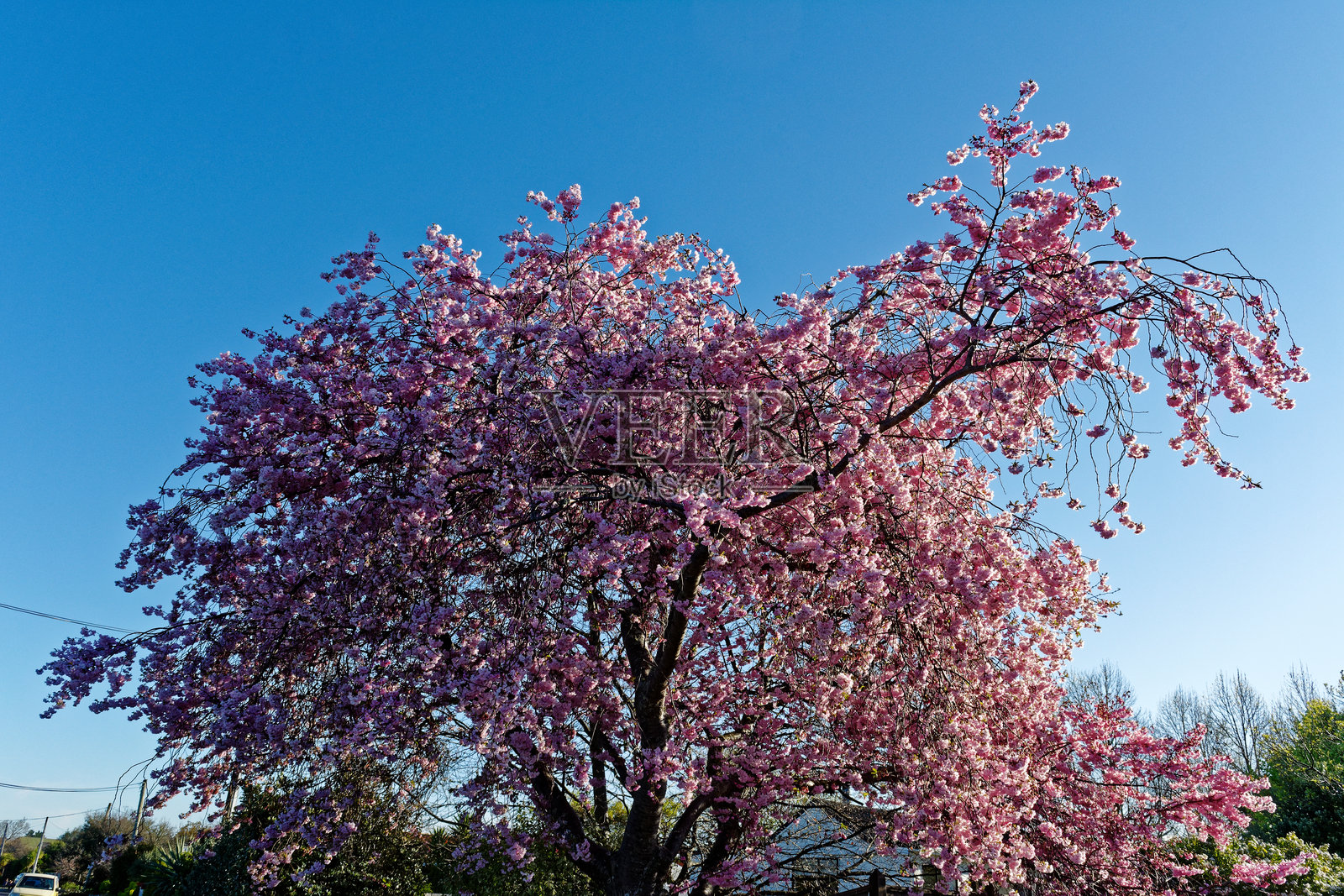 蓝天下的粉色花朵盛开的树照片摄影图片