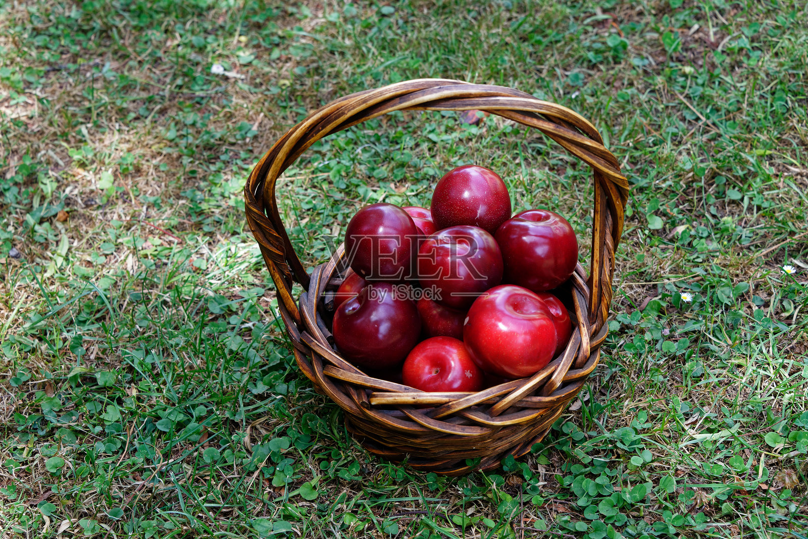 丰收的红李子装在编织篮里，准备采摘照片摄影图片