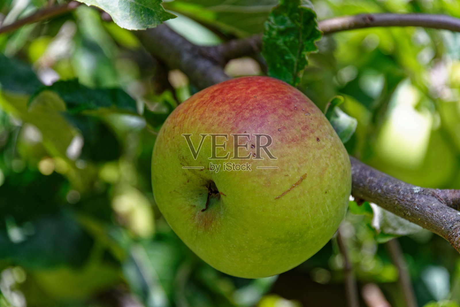 一棵熟透了的苹果，虽不完美但很自然照片摄影图片