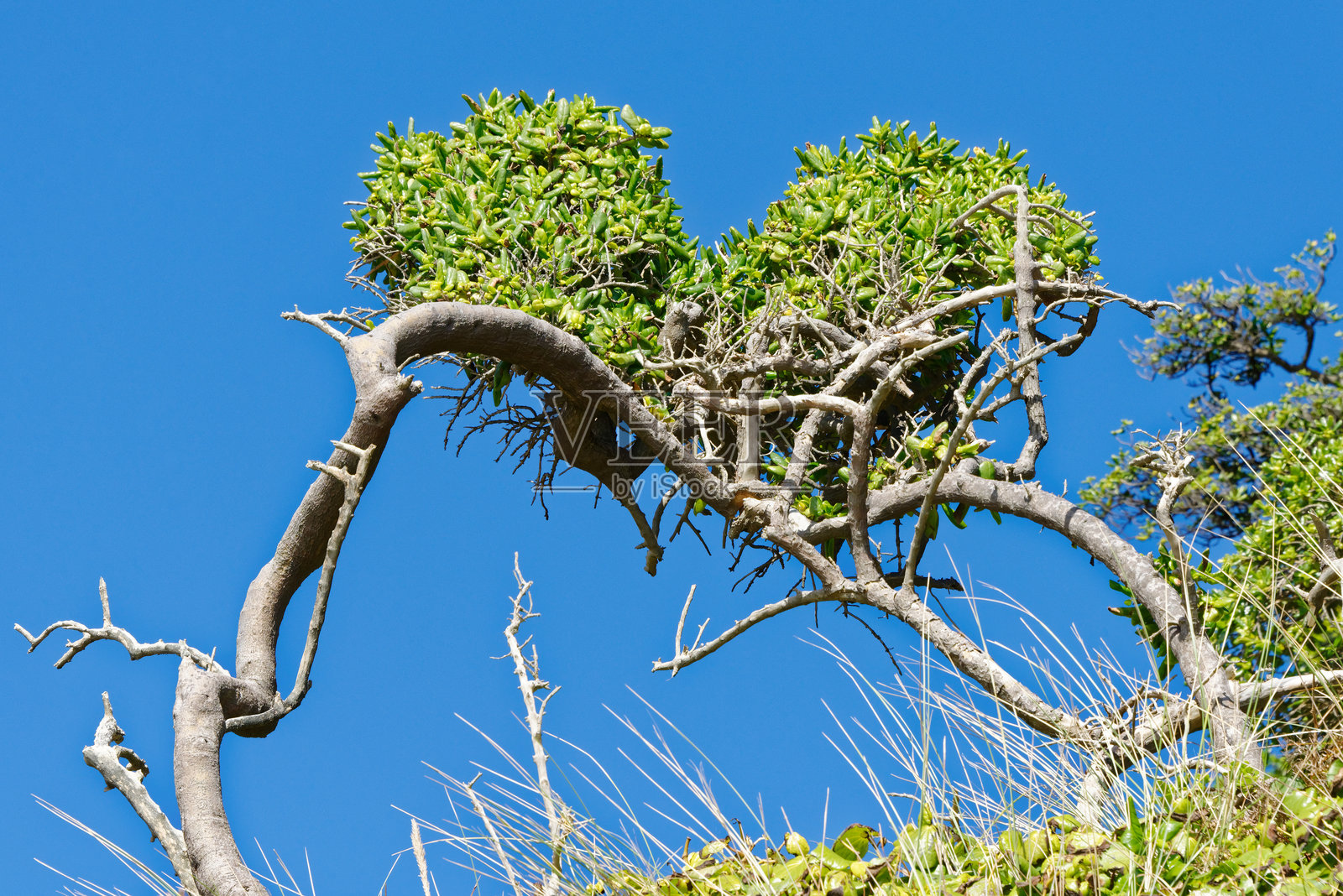 大自然中一颗心形的灌木照片摄影图片