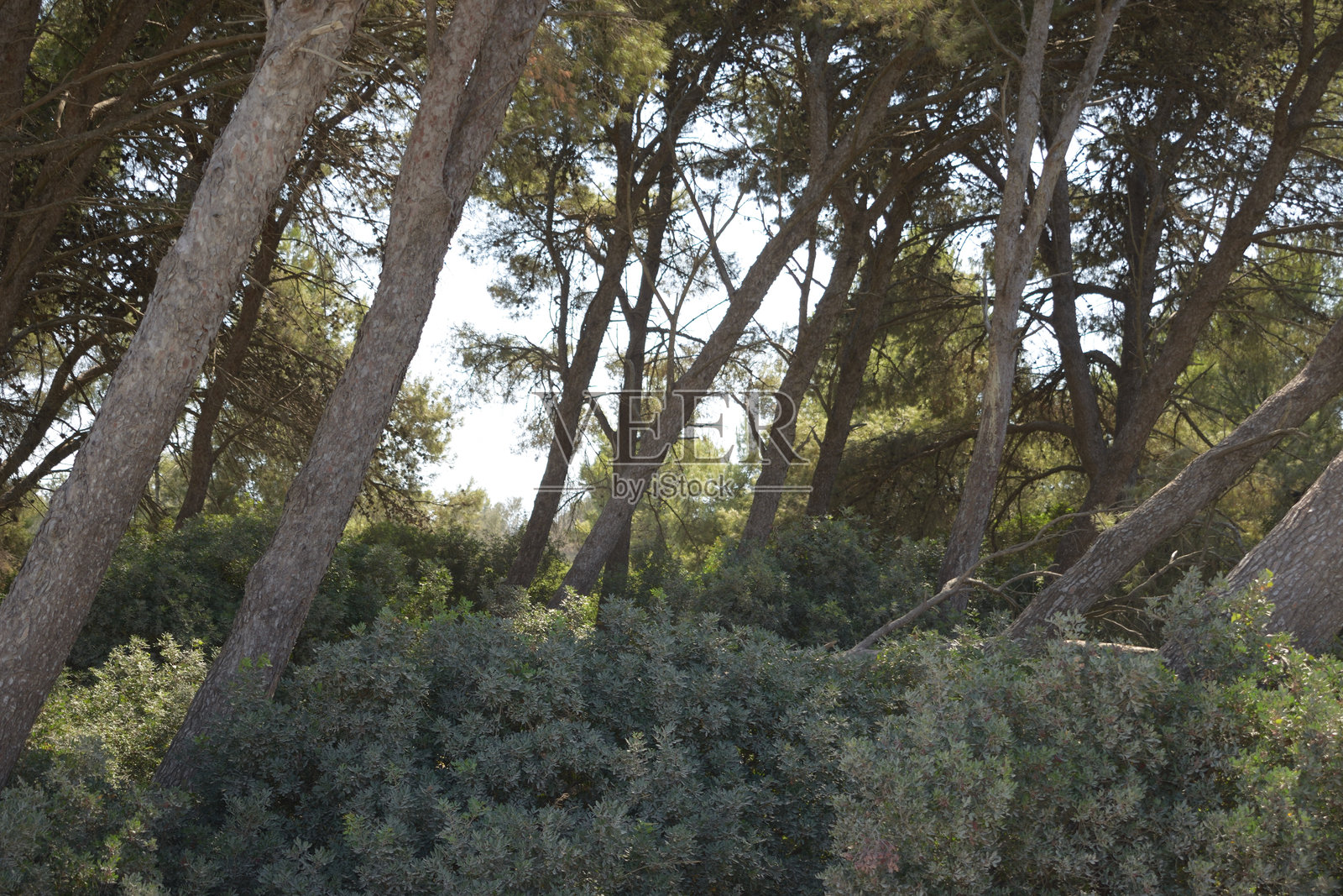 茂密的桉树林照片摄影图片