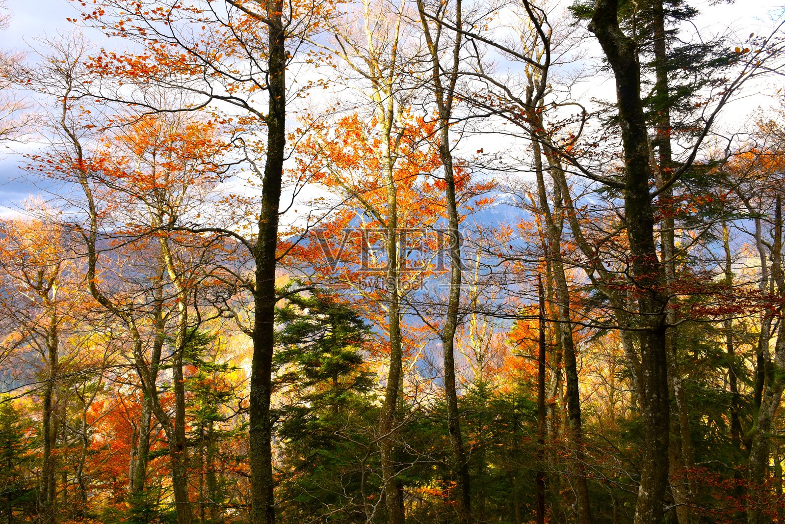 混合针叶林和阔叶林中橙色的树叶，包含山毛榉树照片摄影图片