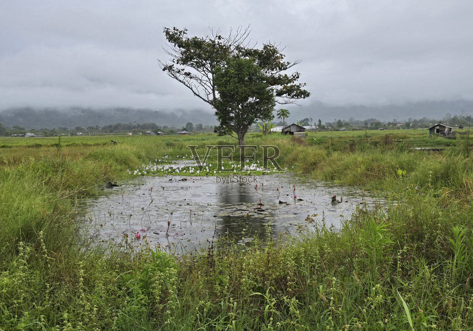 稻田中的泳池景观照片摄影图片
