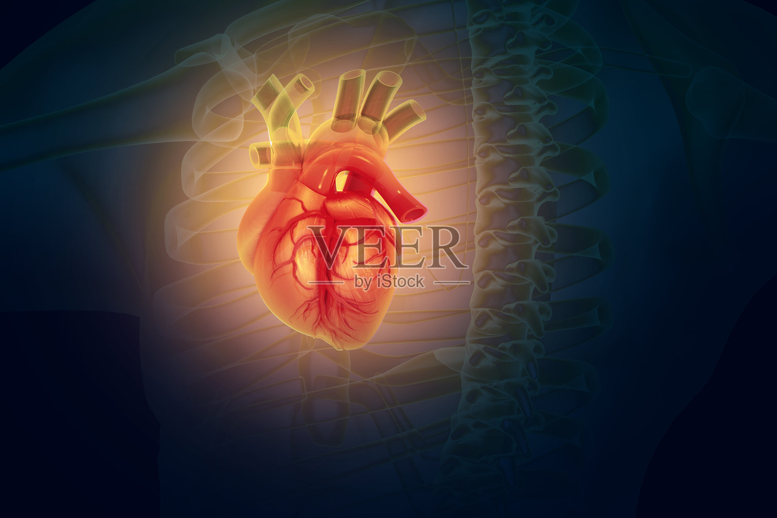 人体心脏解剖图。三维插画照片摄影图片