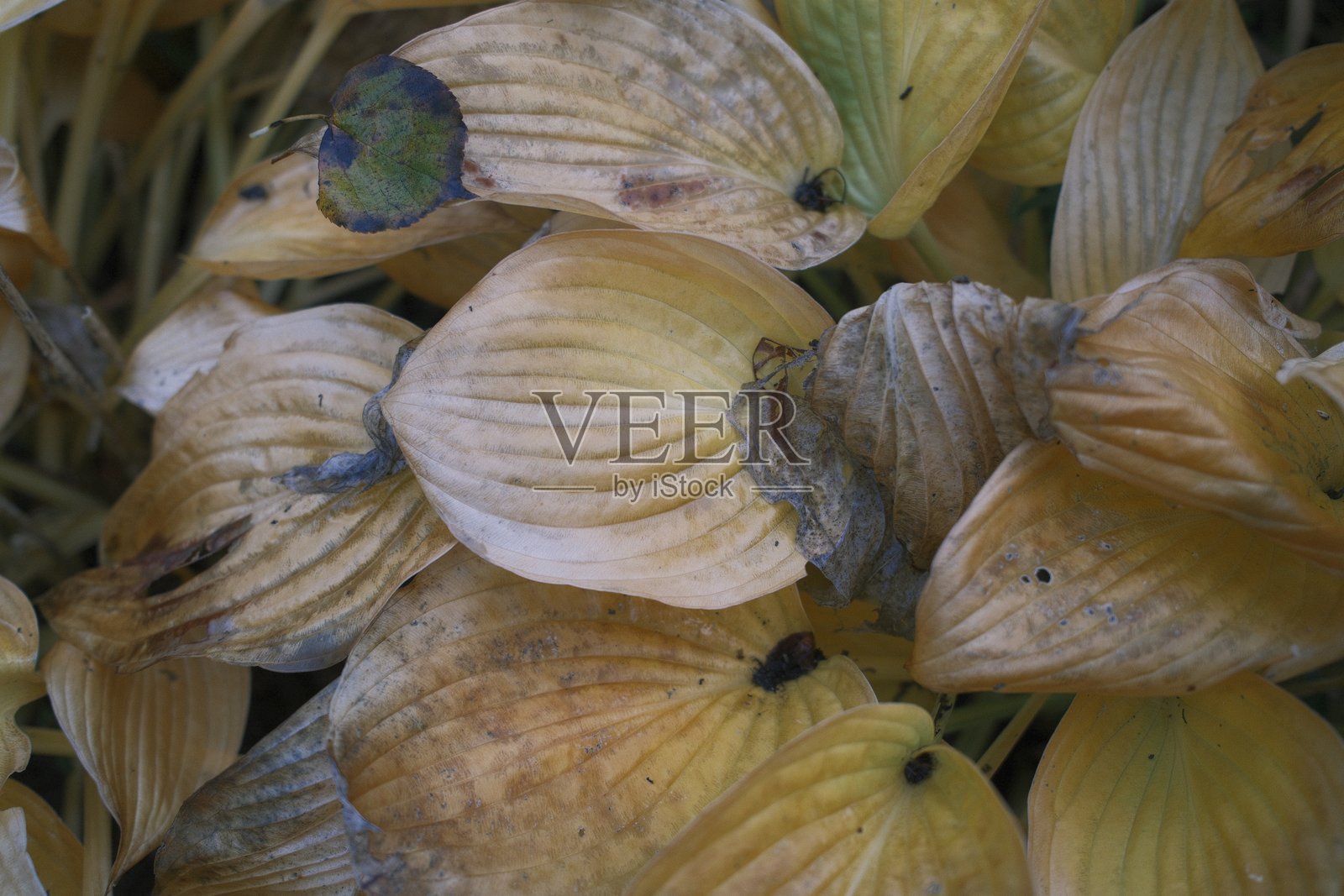 泛黄的玉簪花凋零，季节结束照片摄影图片
