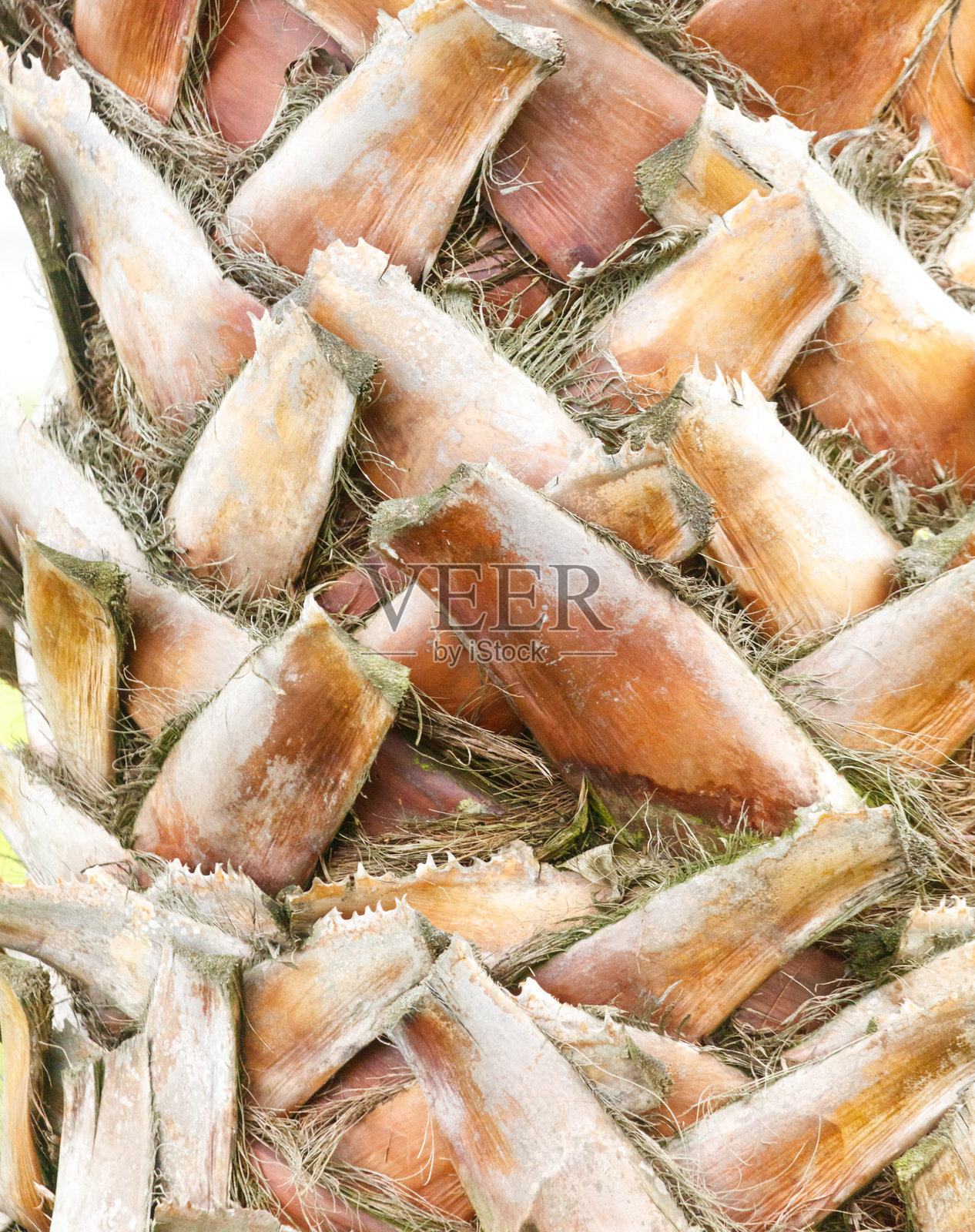 特写镜头下棕色树皮的树干照片摄影图片