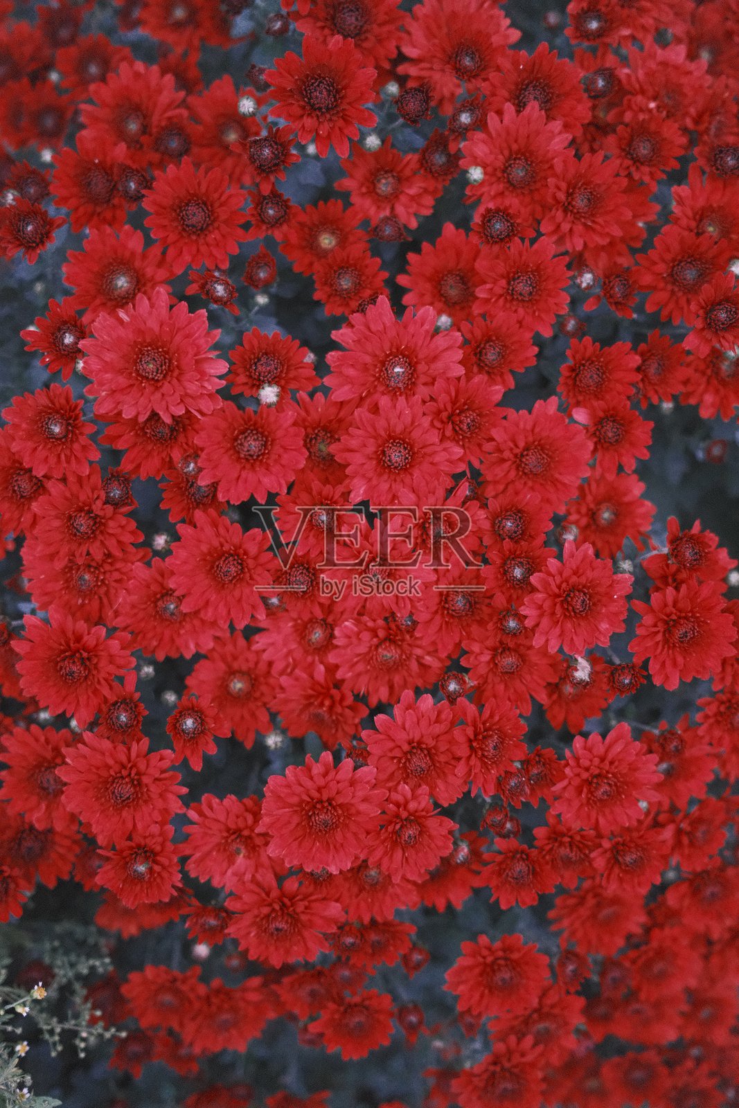 许多红色的菊花近距离盛开在一起照片摄影图片