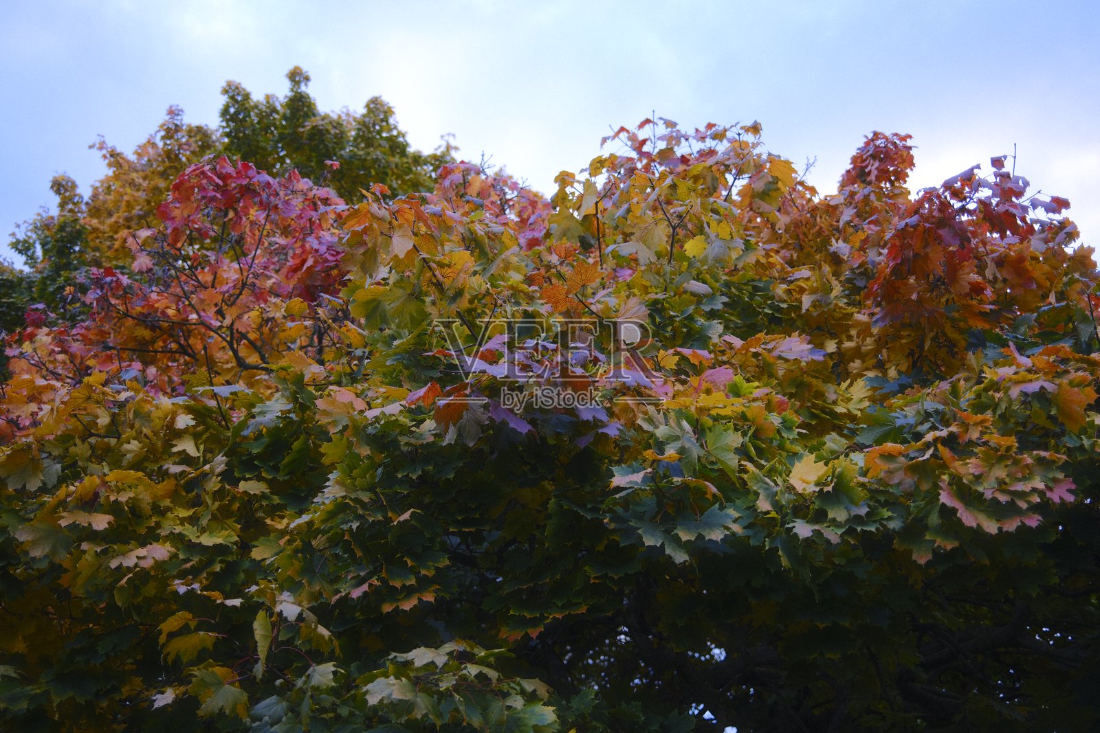 秋日明亮的树叶在树枝上变换色彩照片摄影图片