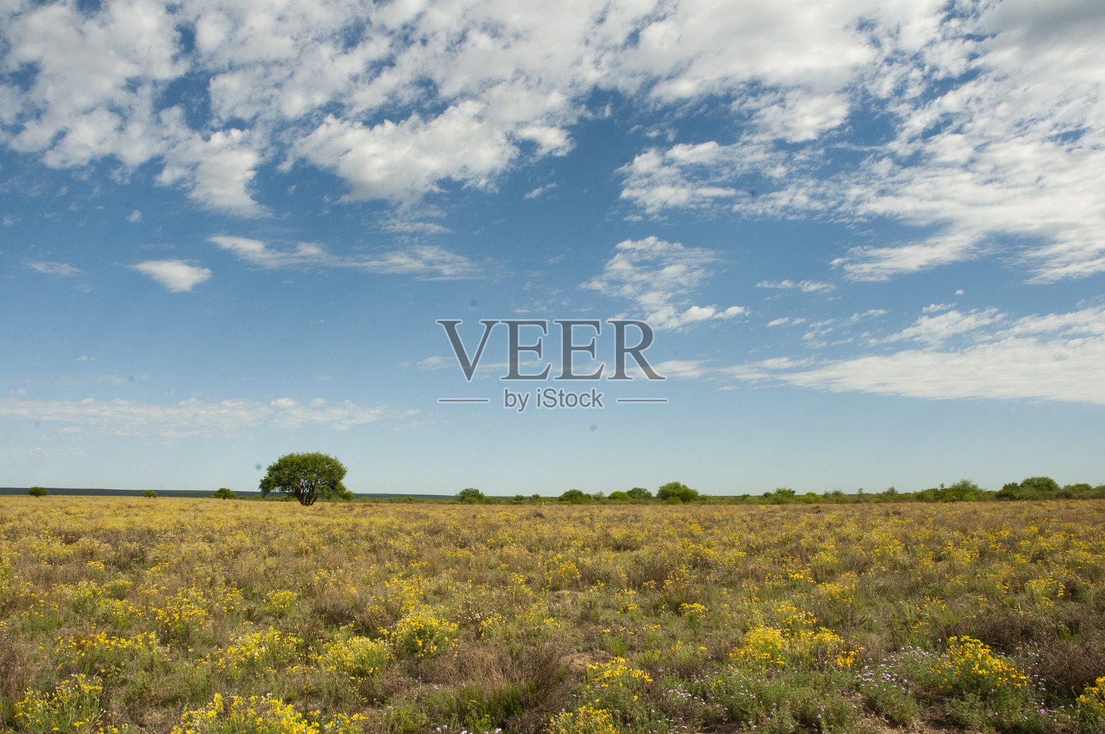 阿根廷巴塔哥尼亚拉潘帕省潘帕斯草原上的野花和卡尔登树。照片摄影图片