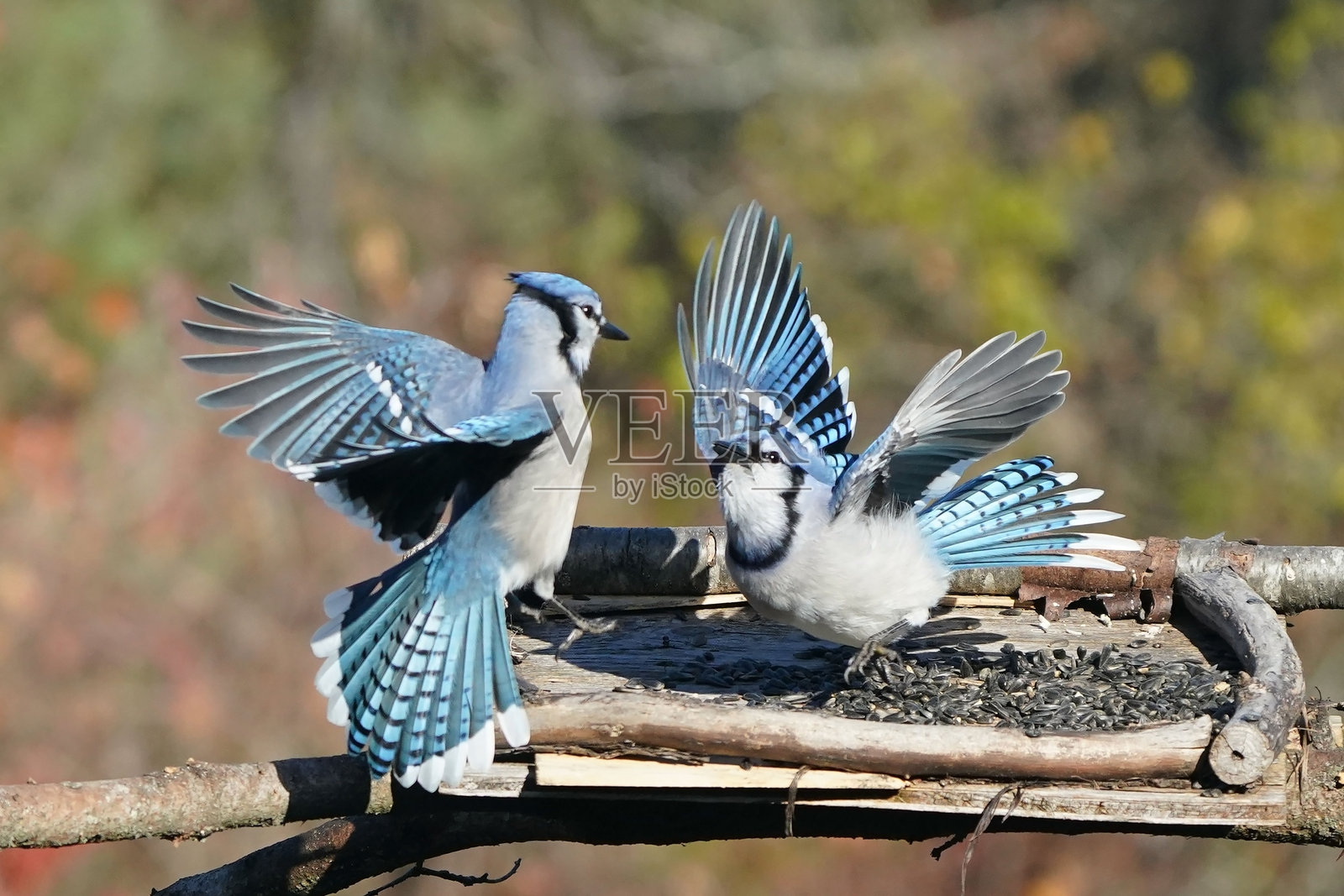秋色中的蓝鸦在喂鸟器附近照片摄影图片
