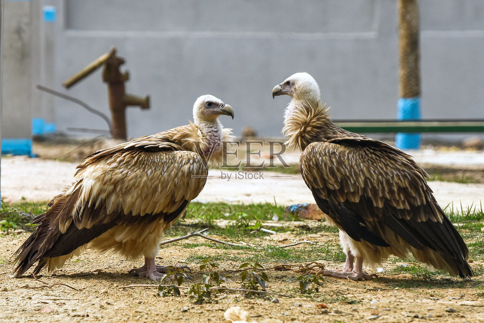 两只秃鹫在户外围场中，面对面地站在沙地上照片摄影图片