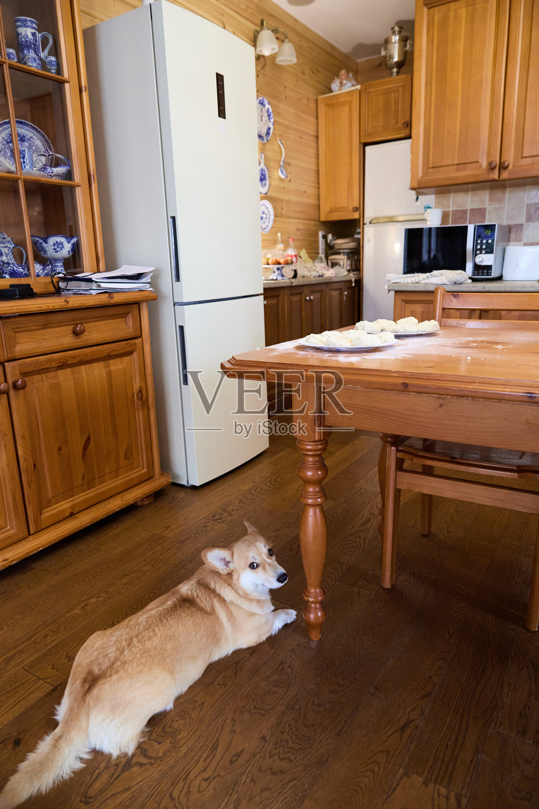 柯基犬在厨房地板上放松照片摄影图片