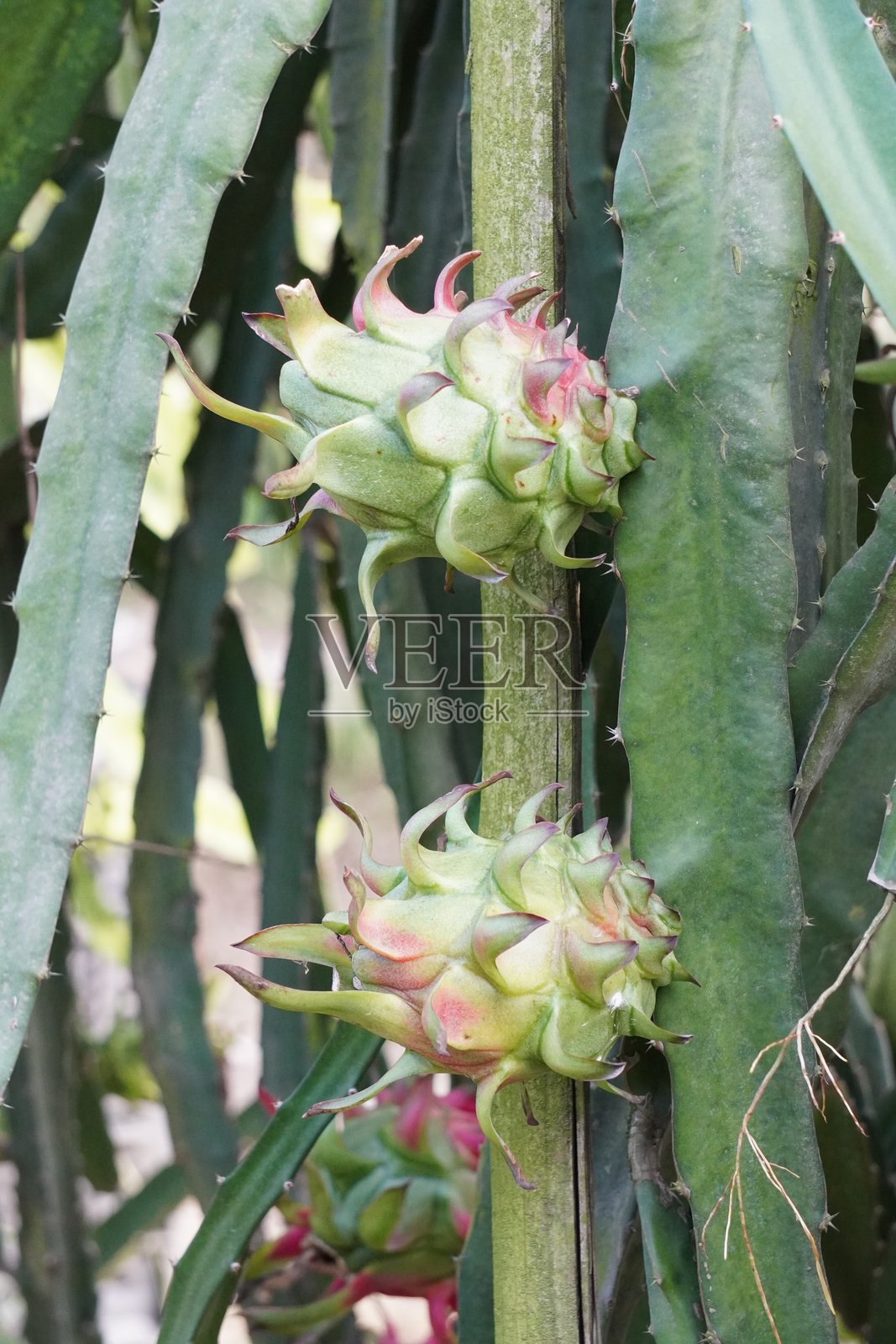 几株龙果植物上正在发育的火龙果照片摄影图片