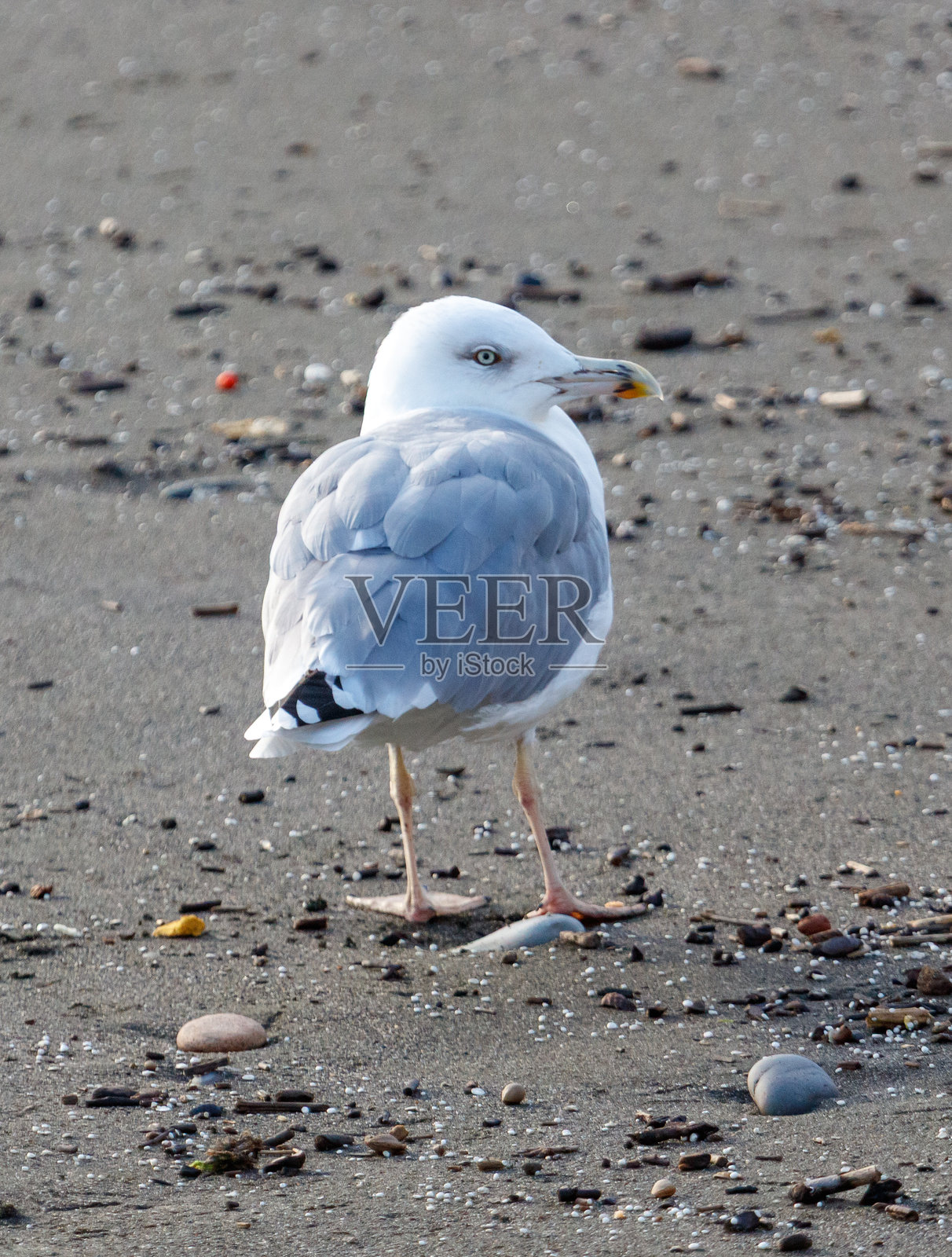 一只海鸥正站在沙滩上照片摄影图片