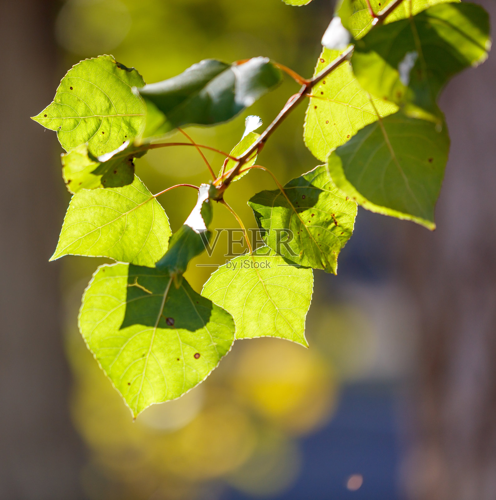 一棵树的绿叶枝条，上面有一片绿叶照片摄影图片