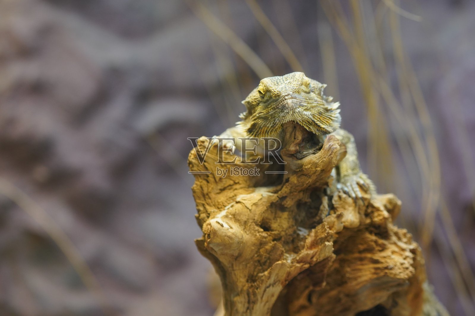 野生动物鸟类，鹈鹕，土拨鼠，鹿，老虎，豹，蛇，鳄鱼，狼，狮子，猴子，爬行动物照片摄影图片